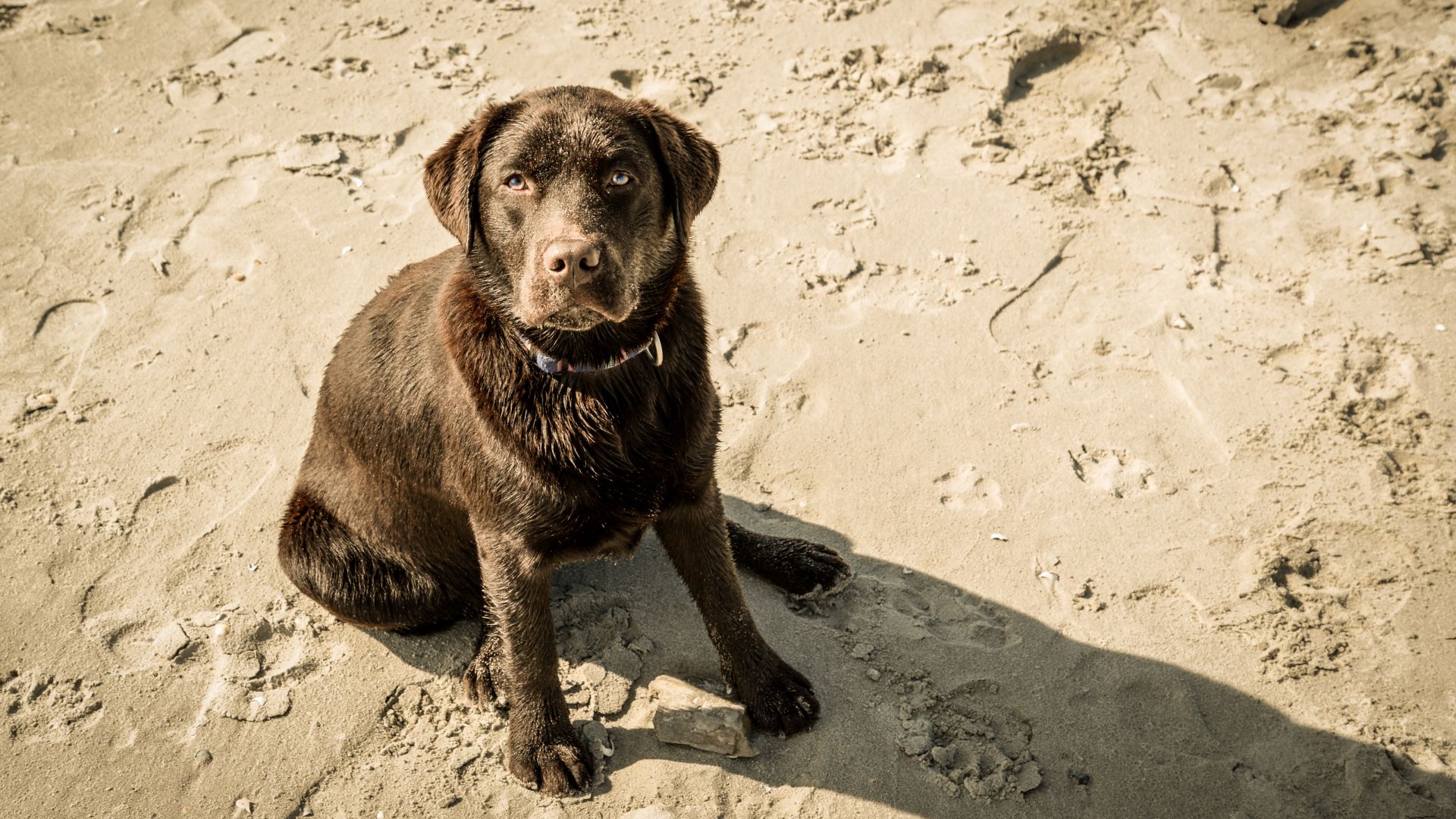 Wallpaper Labrador, dog, stare, play, beach, sand, 4k