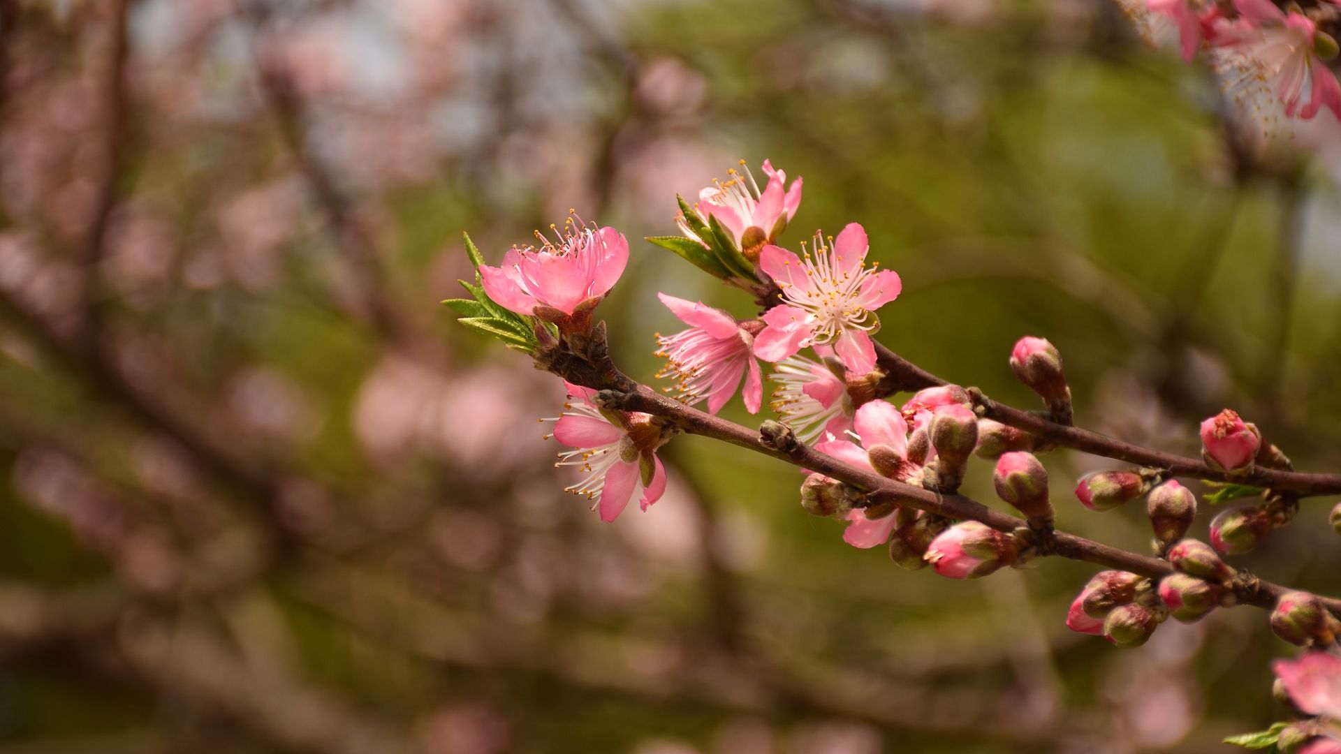 Wallpaper Peach blossom, pink flower, spring
