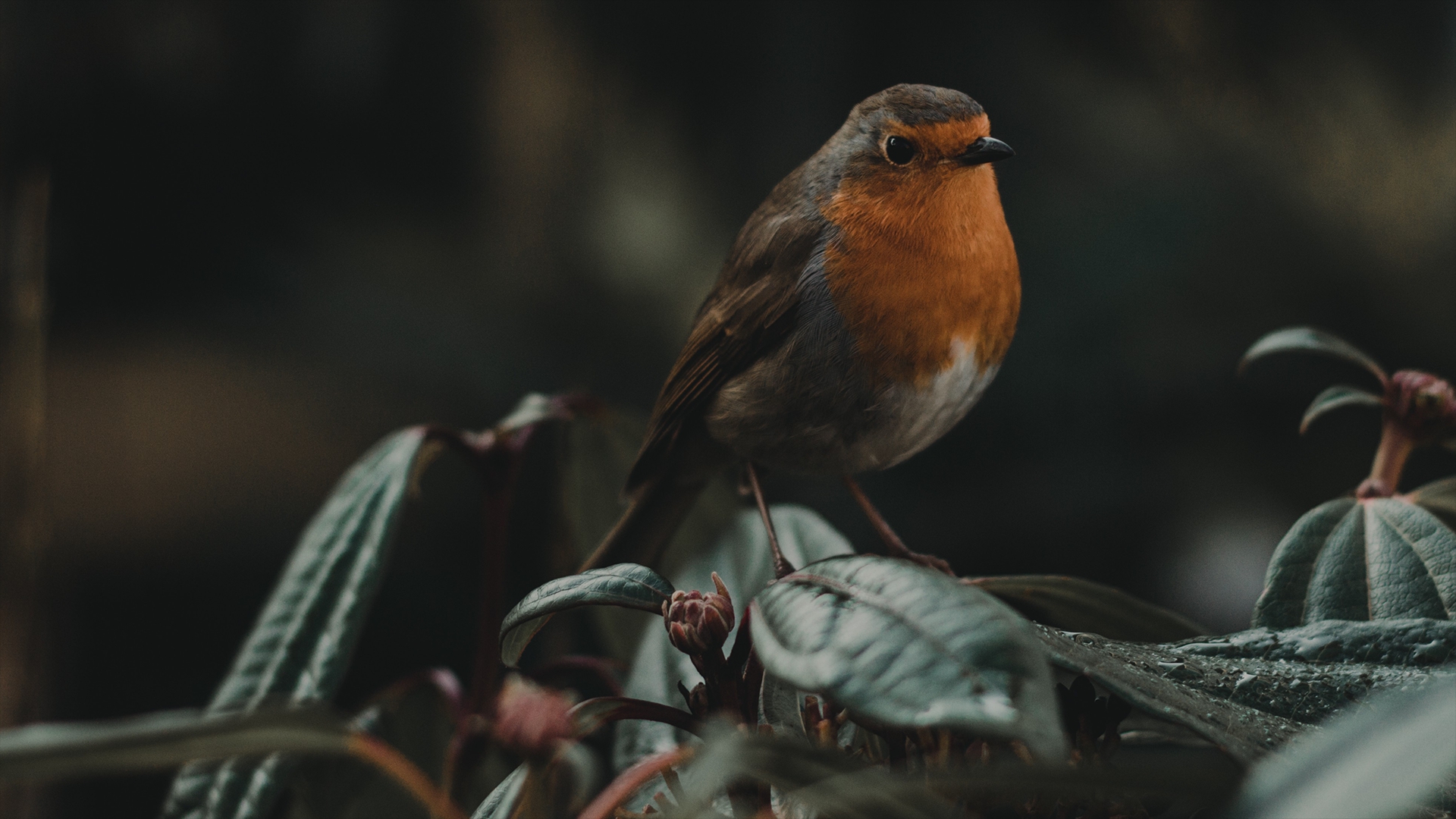 Wallpaper Robin, bird, cute, close up