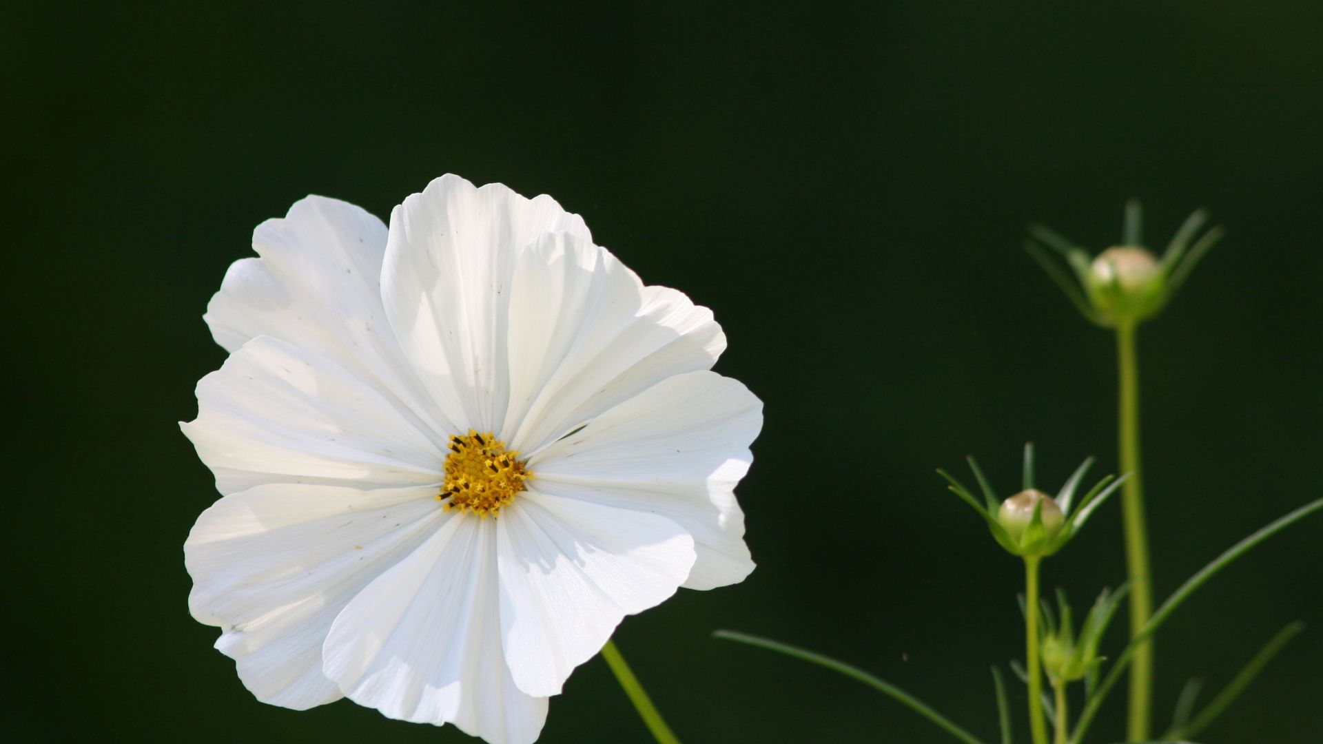 Wallpaper White, wild flower of spring