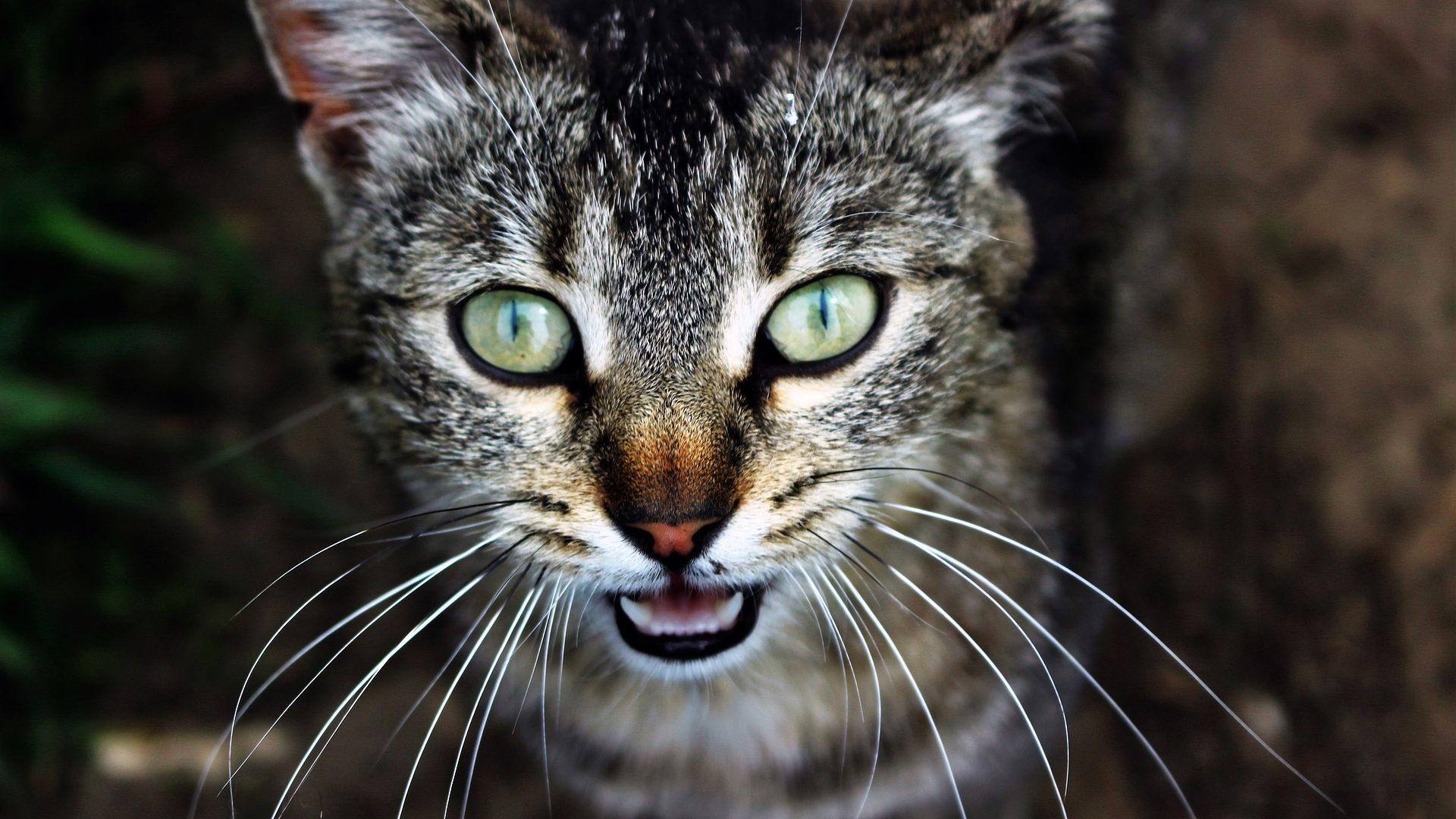 Wallpaper Cat, pet, green eyes, fur, close up