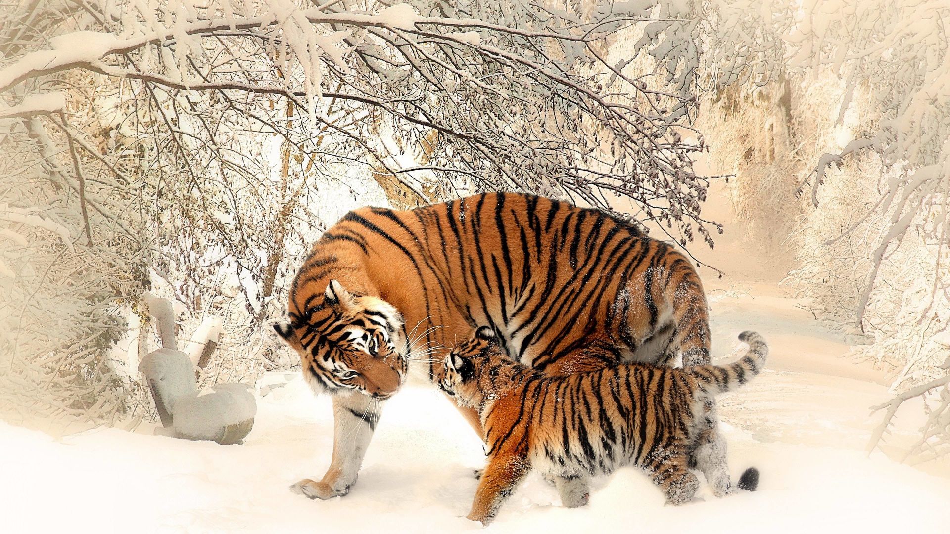 Desktop Wallpaper Tiger, Baby Tiger, Snow, Animal, 4k, Hd Image, Picture,  Background, Ea9cf6
