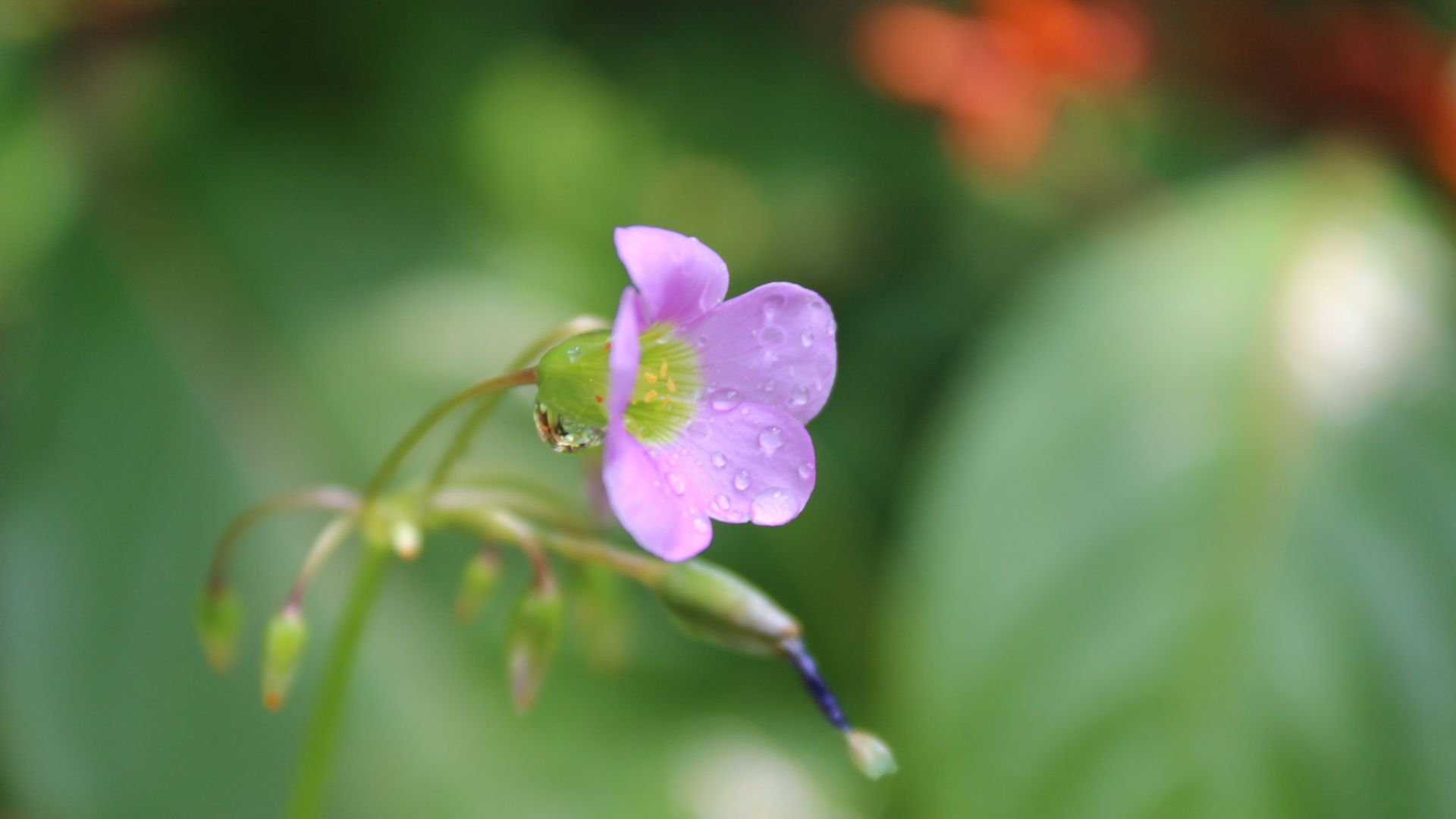 Wallpaper Wild flower, purple, water drops, blur
