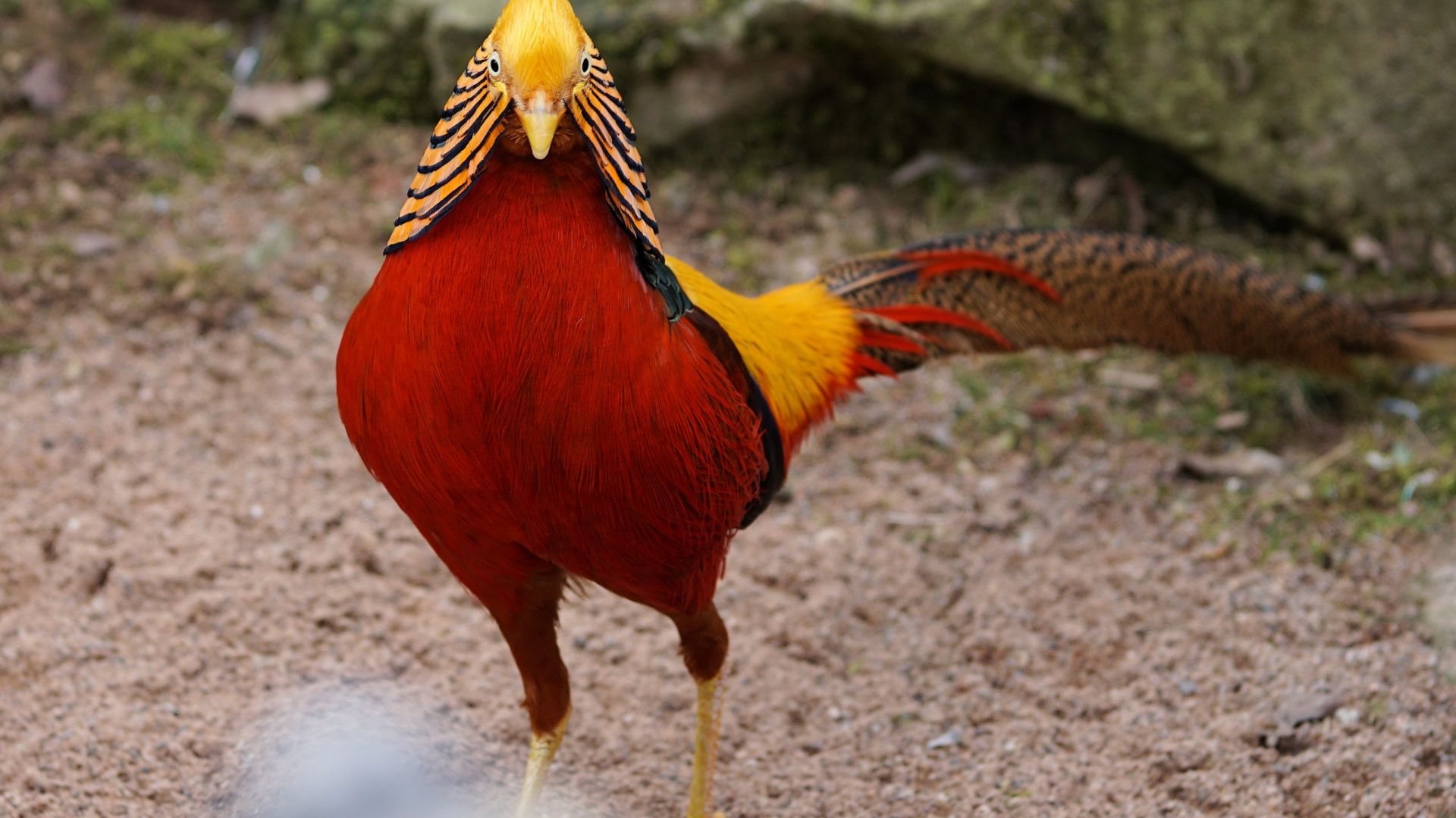 Wallpaper Golden pheasant bird, red bird