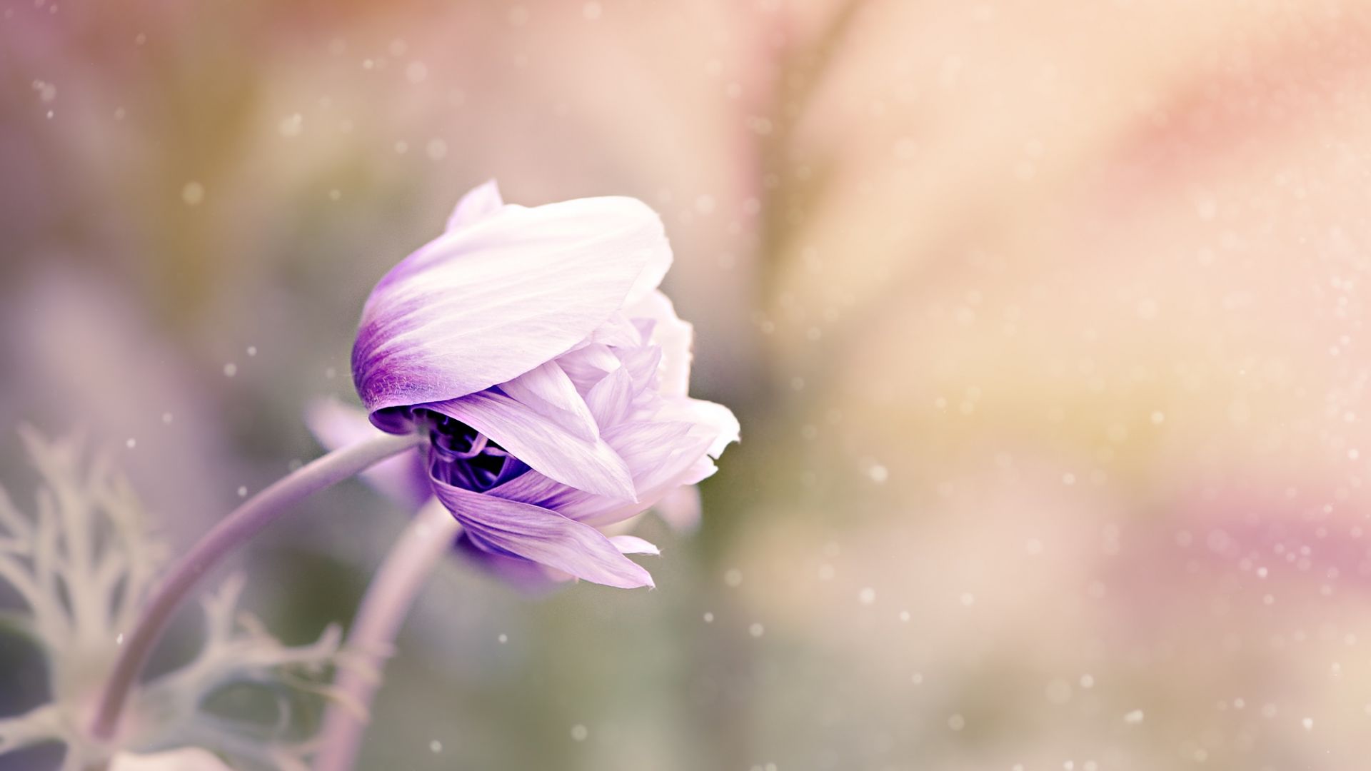 Wallpaper Anemone flower bud blur
