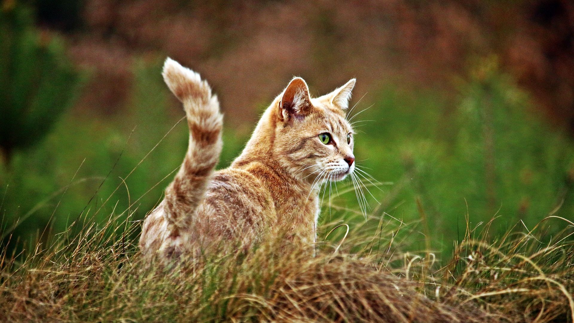 Wallpaper Kitten, cat play, blur, grass
