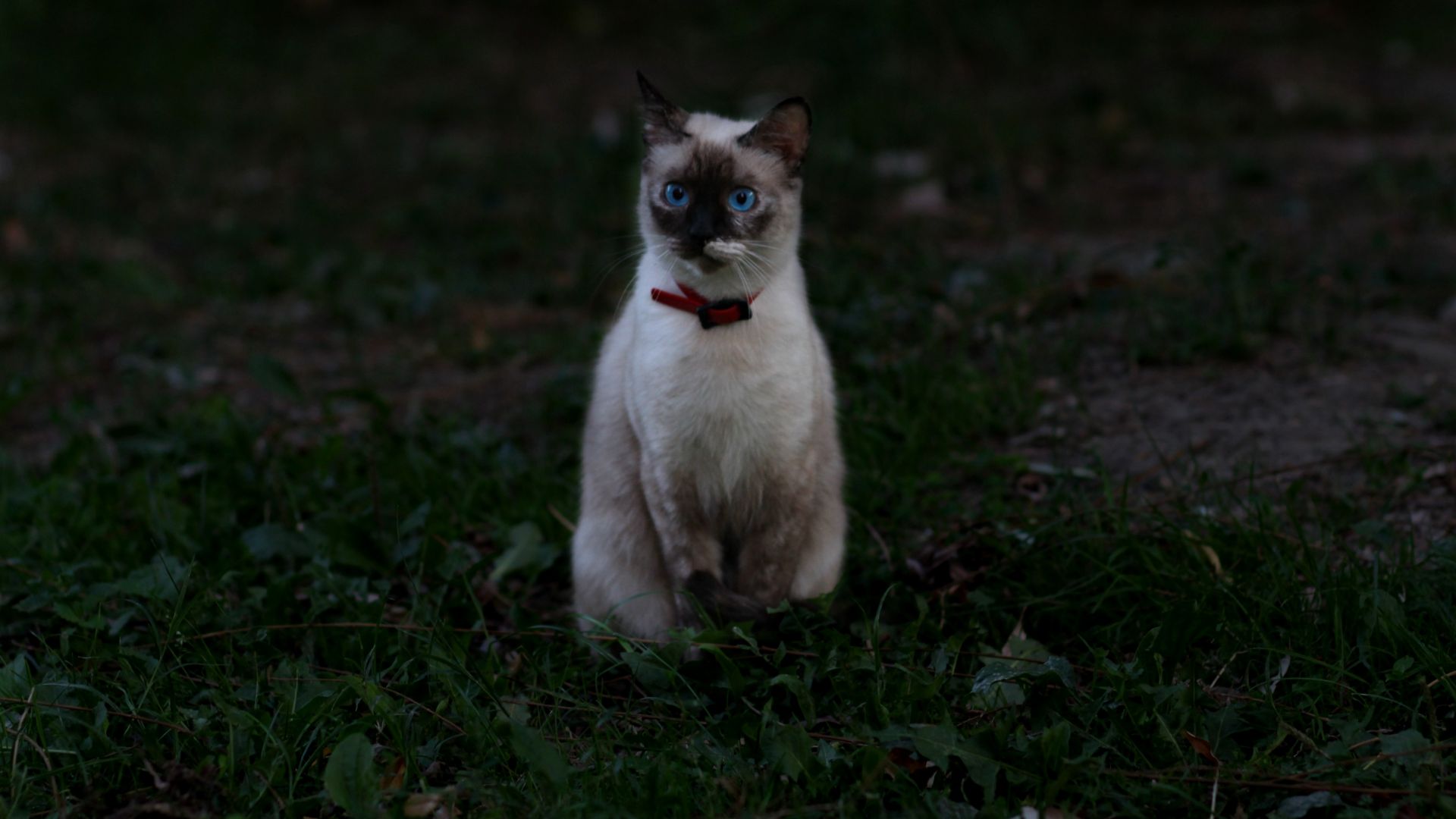 Wallpaper Cat, blue eyes, stare, night, 4k