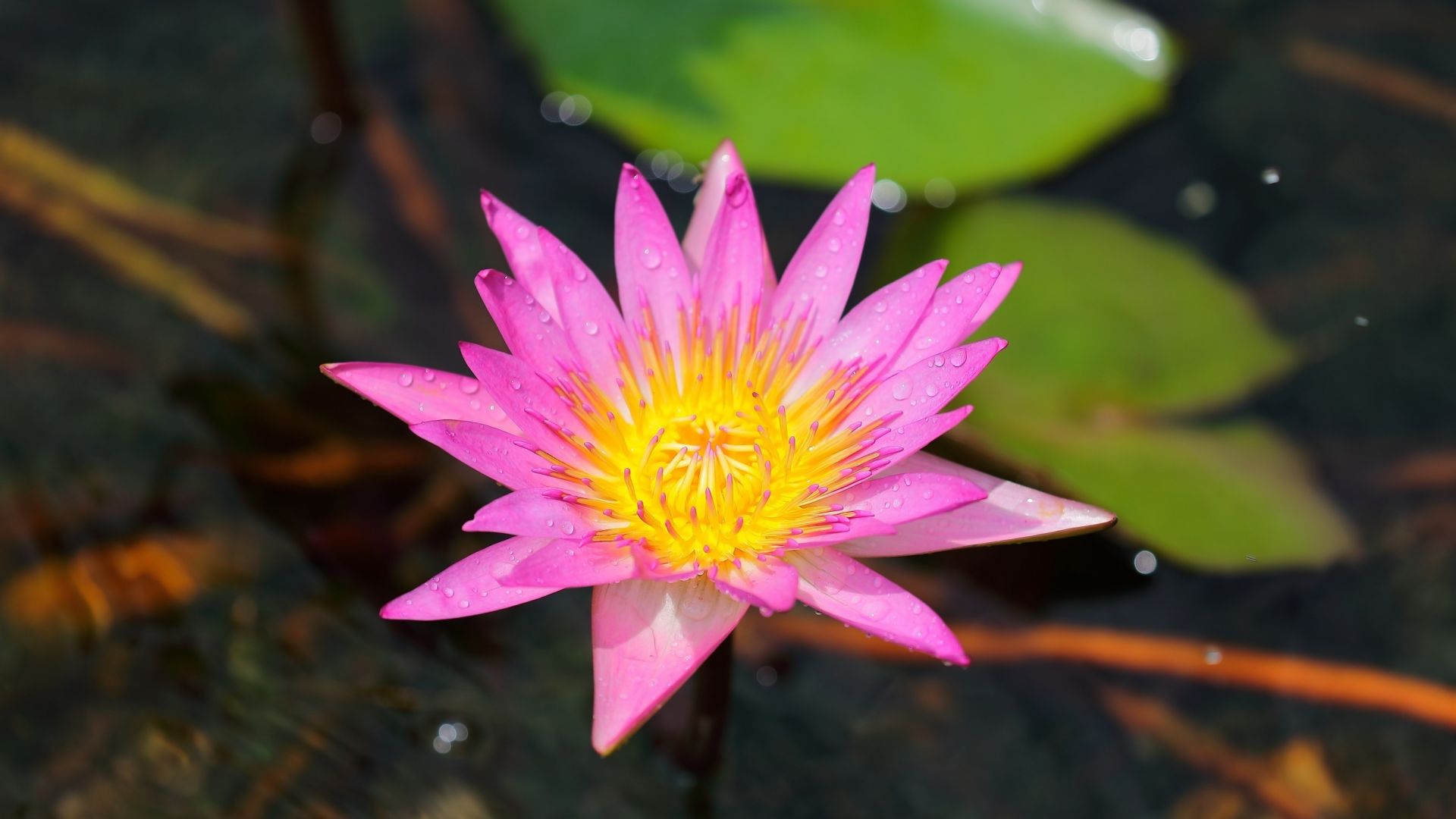 Wallpaper Water lily, flower, pink, bokeh
