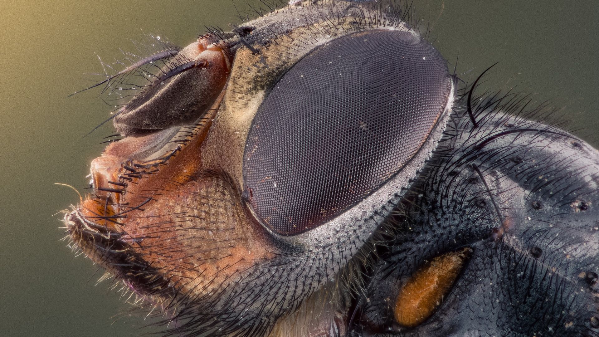 Wallpaper Macro insect eyes