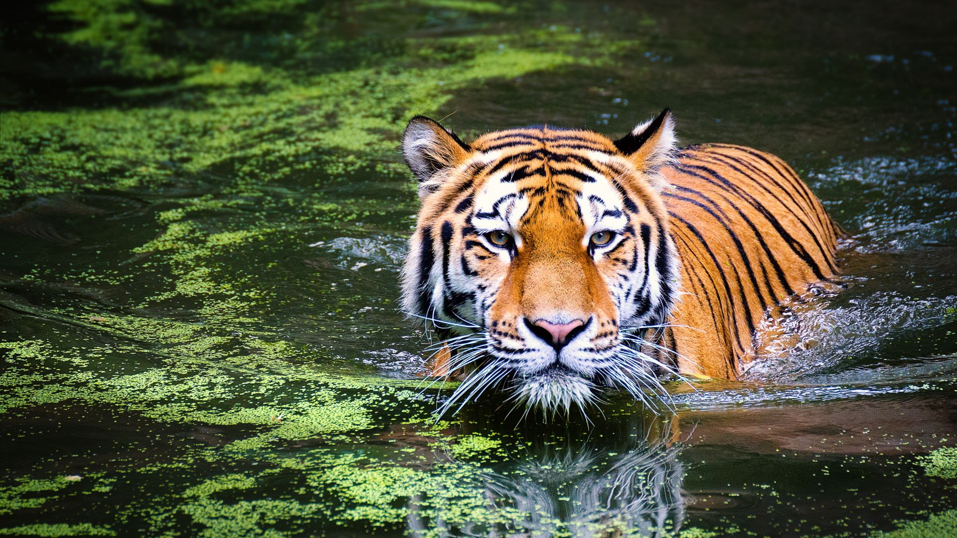 Wallpaper Predator, big cat, tiger, animal, lake, reflections