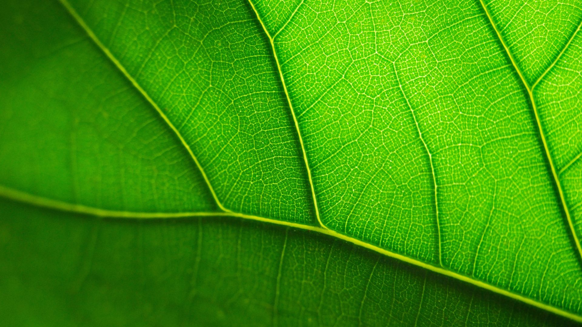 Wallpaper Close up, green leaf, veins