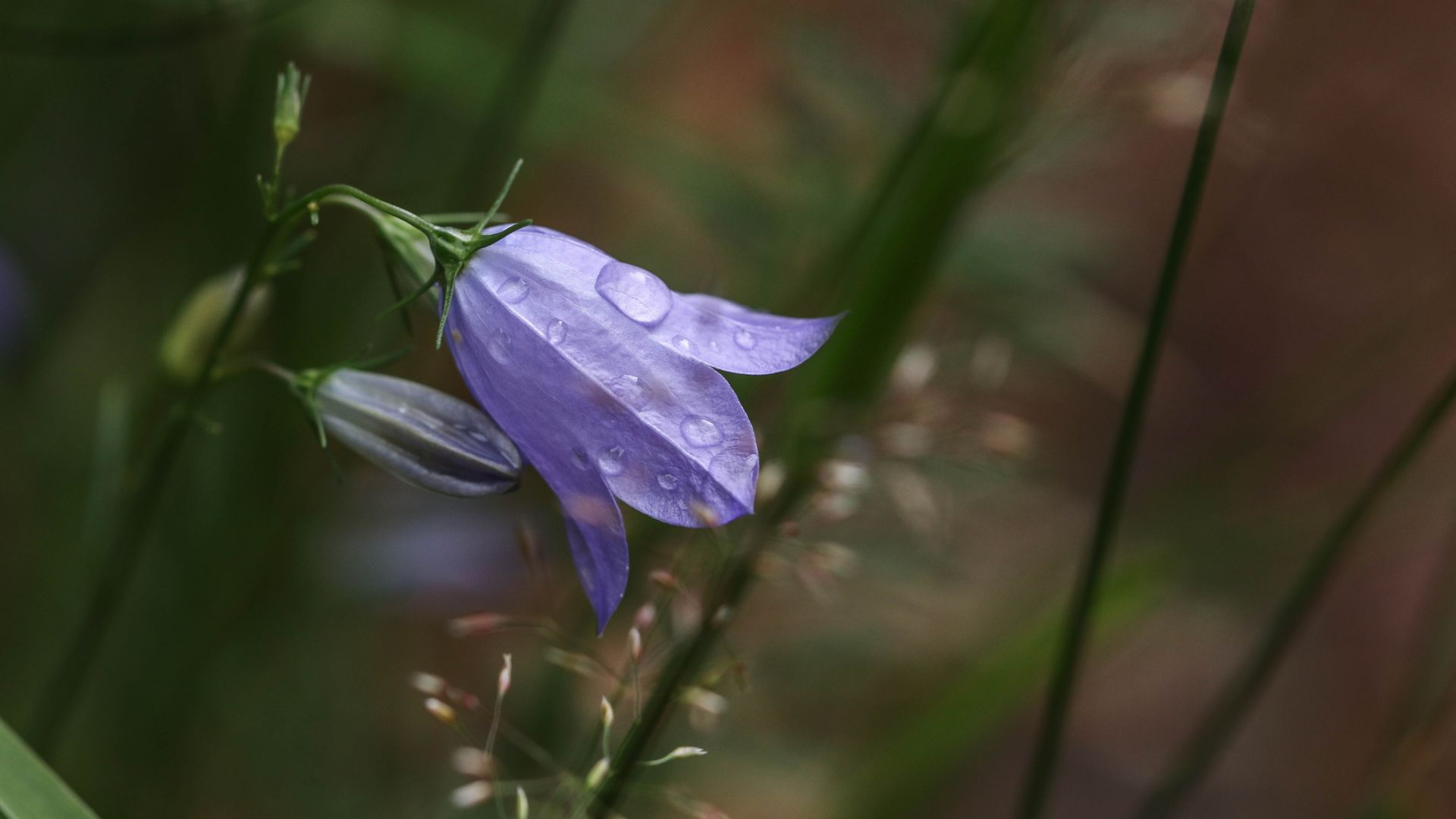 Wallpaper Wild flower, blue, rain drops