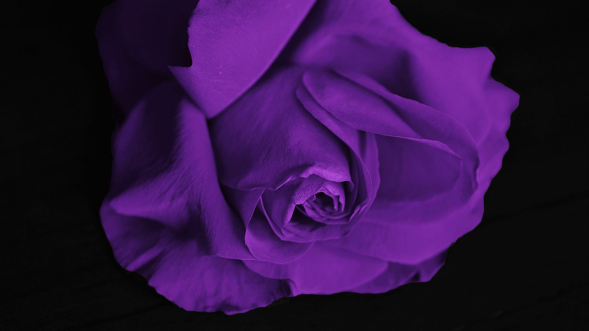 Wallpaper Purple rose, close up, flower