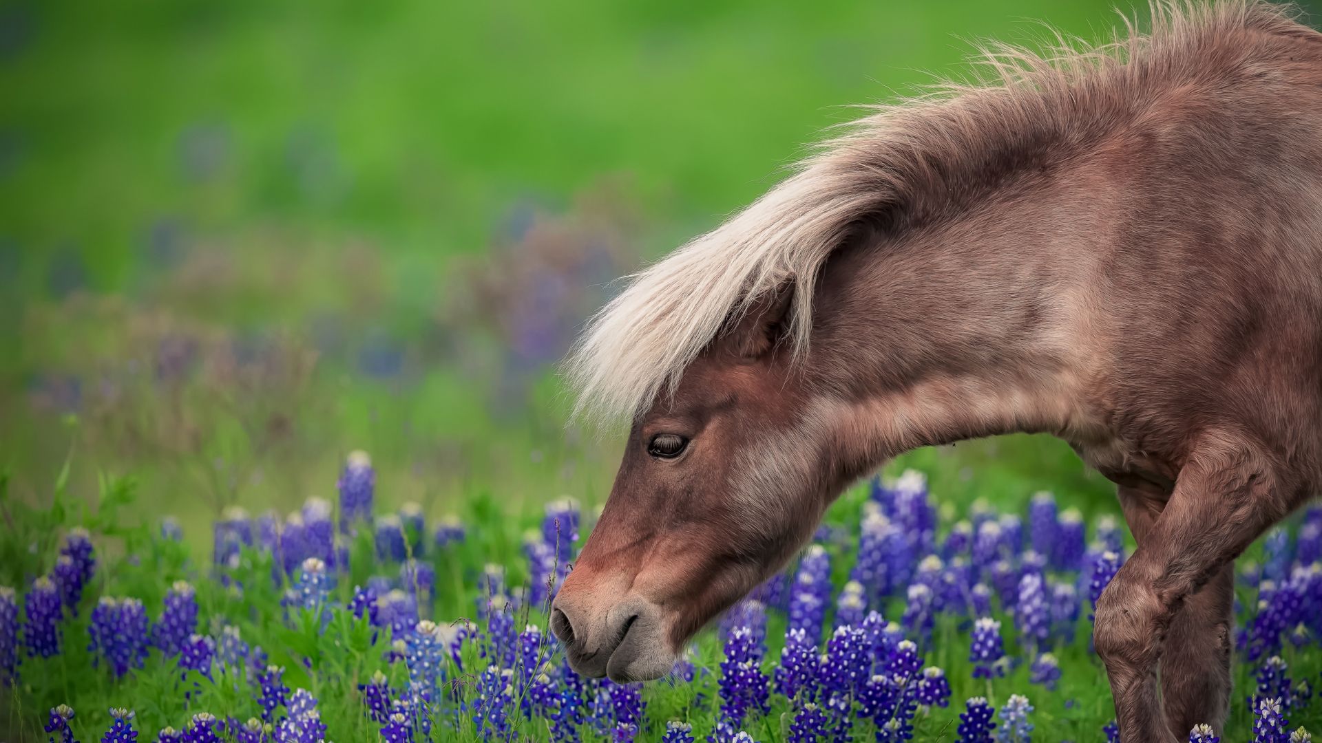 Wallpaper Horse, purple flowers, meadow