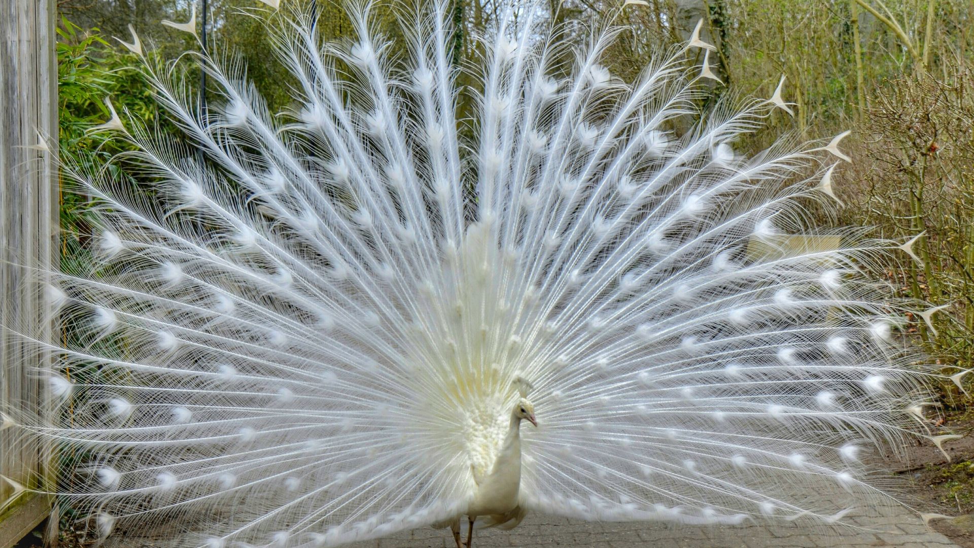 Wallpaper White peacock bird tail
