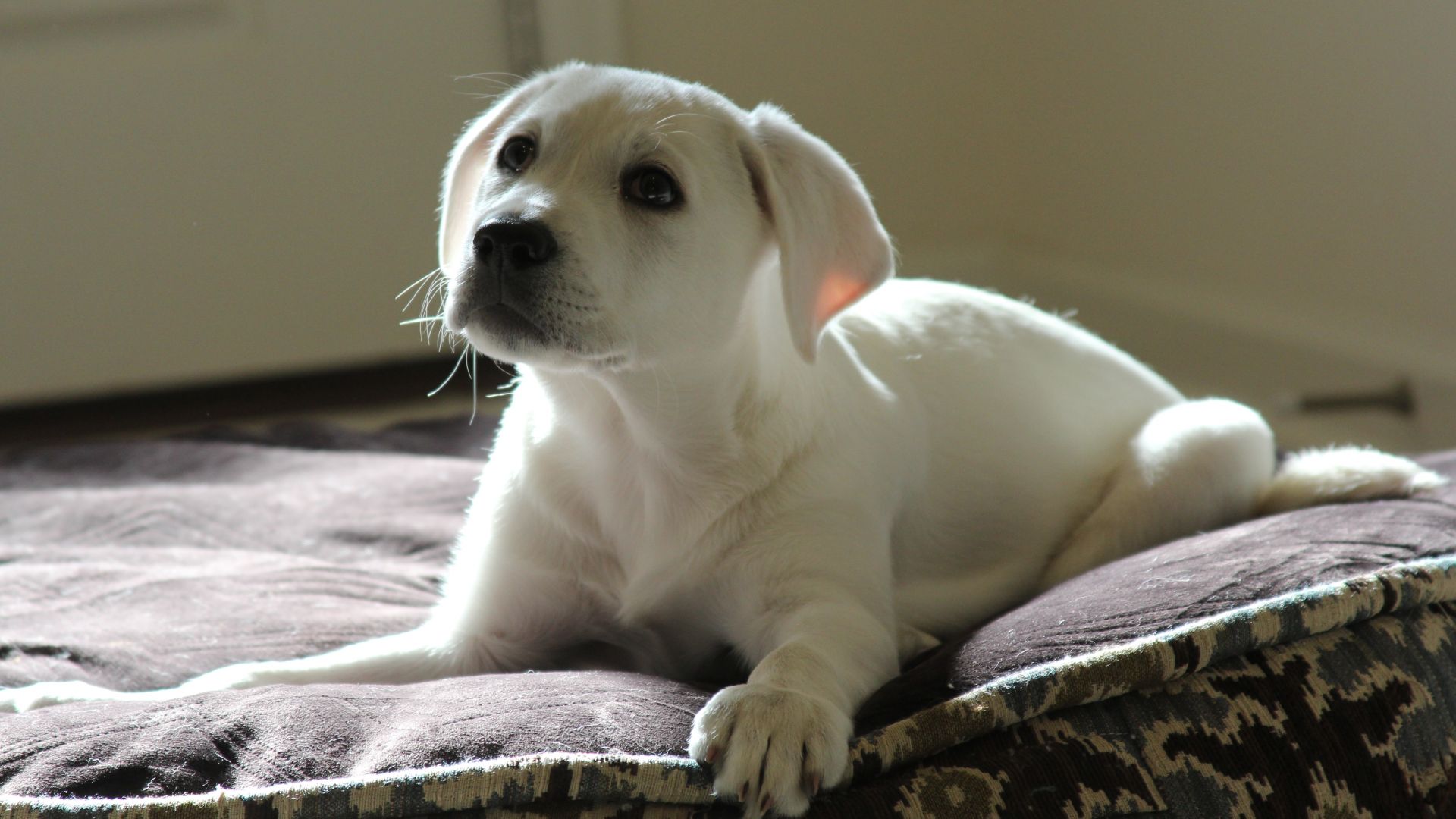 Wallpaper White dog, puppy, animal, stare