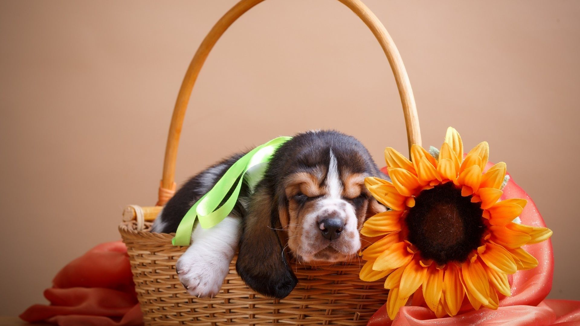 Wallpaper Cute puppy, dog, sleeping, basket, flowers