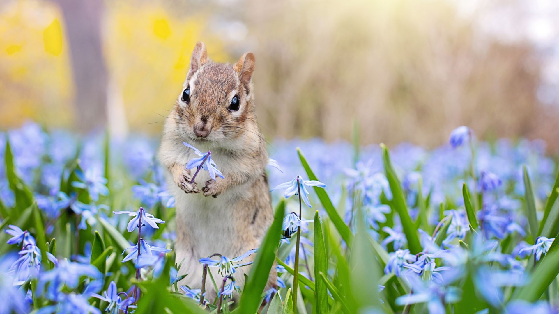 Wallpaper Chipmunk, meadow, spring, flowers, cute
