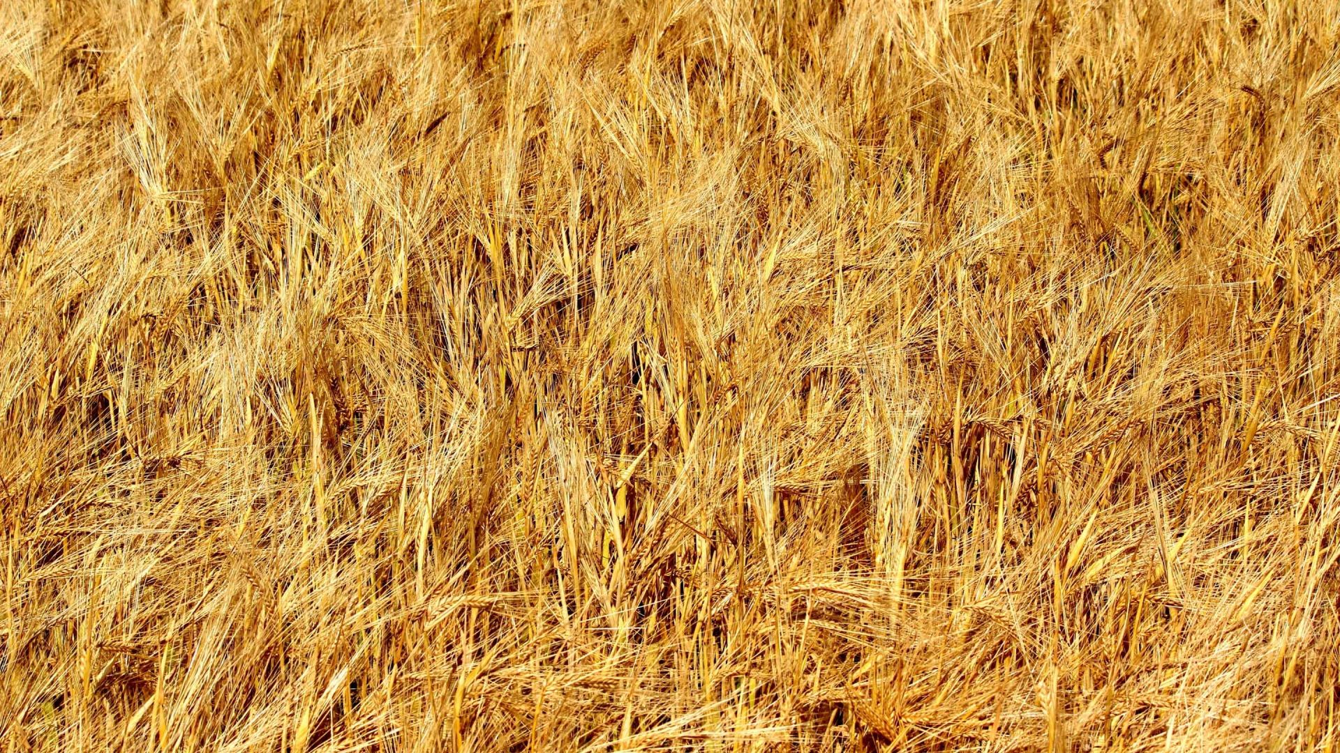 Wallpaper Golden wheat hay field