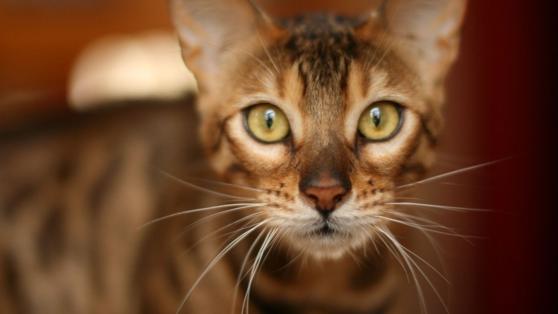 Wallpaper Cat, fur, muzzle, curious, animal