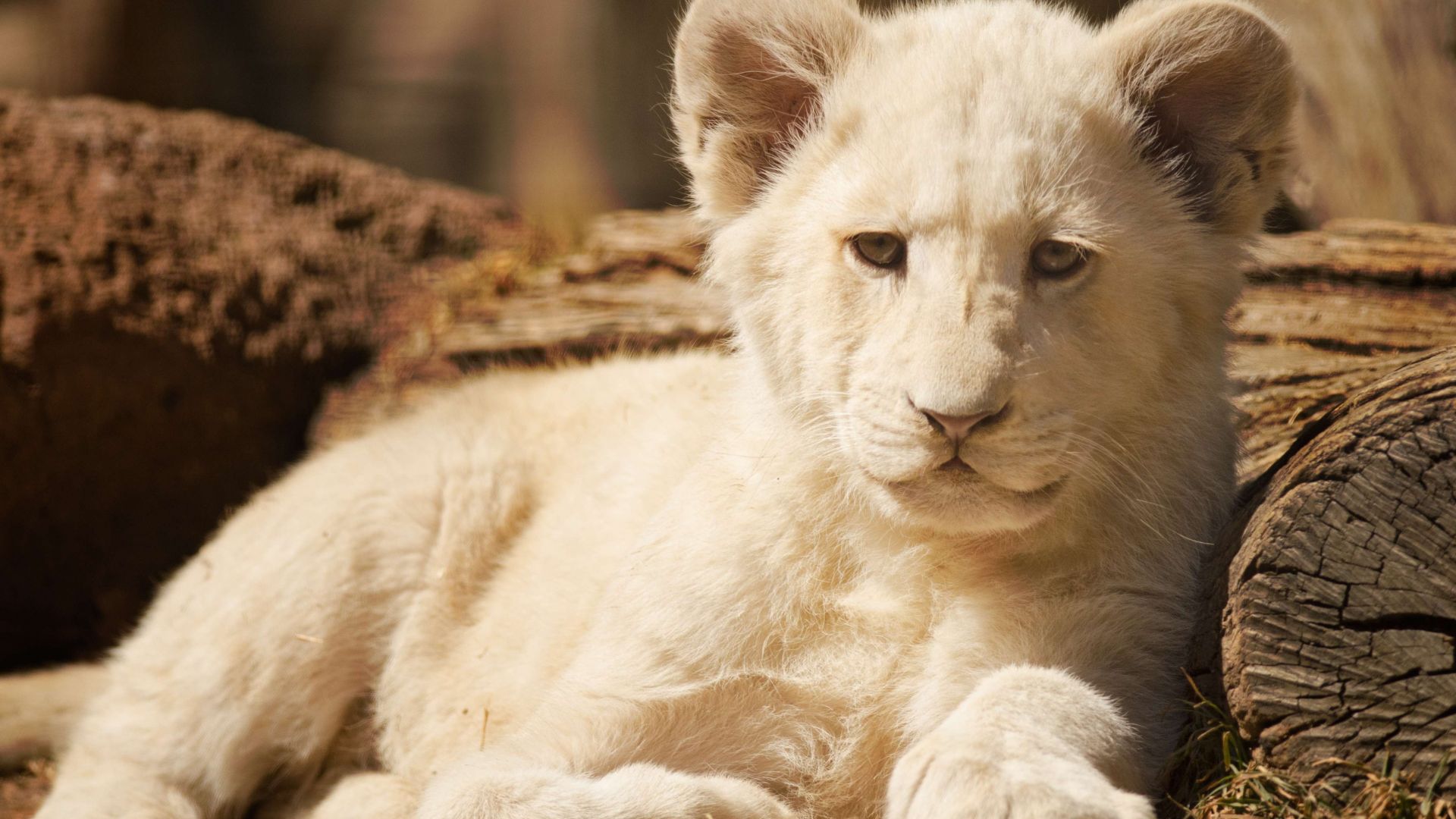 Wallpaper White lion, cub, predator, baby animal