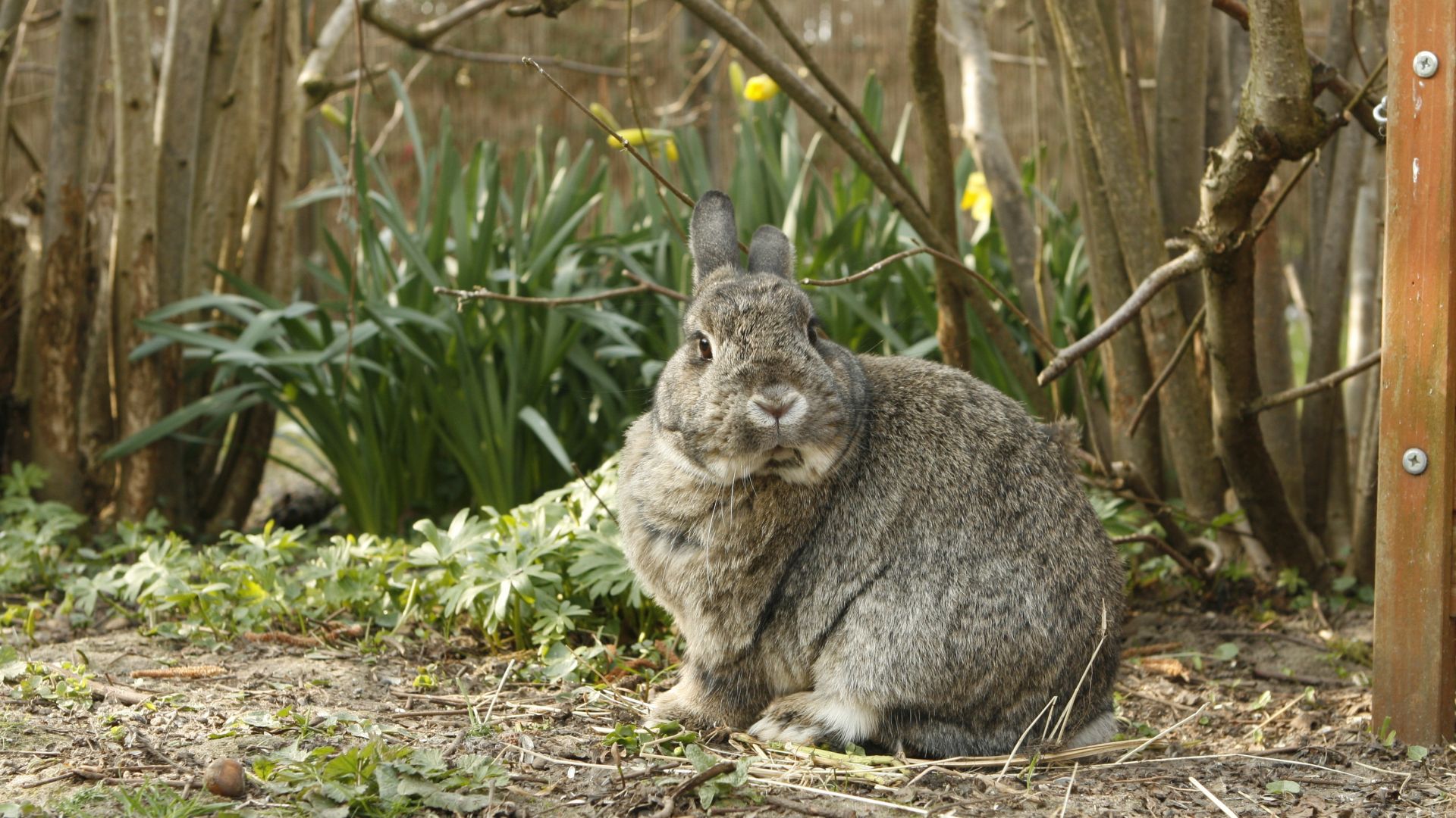 Wallpaper Rabbit, hare, cute pet animal