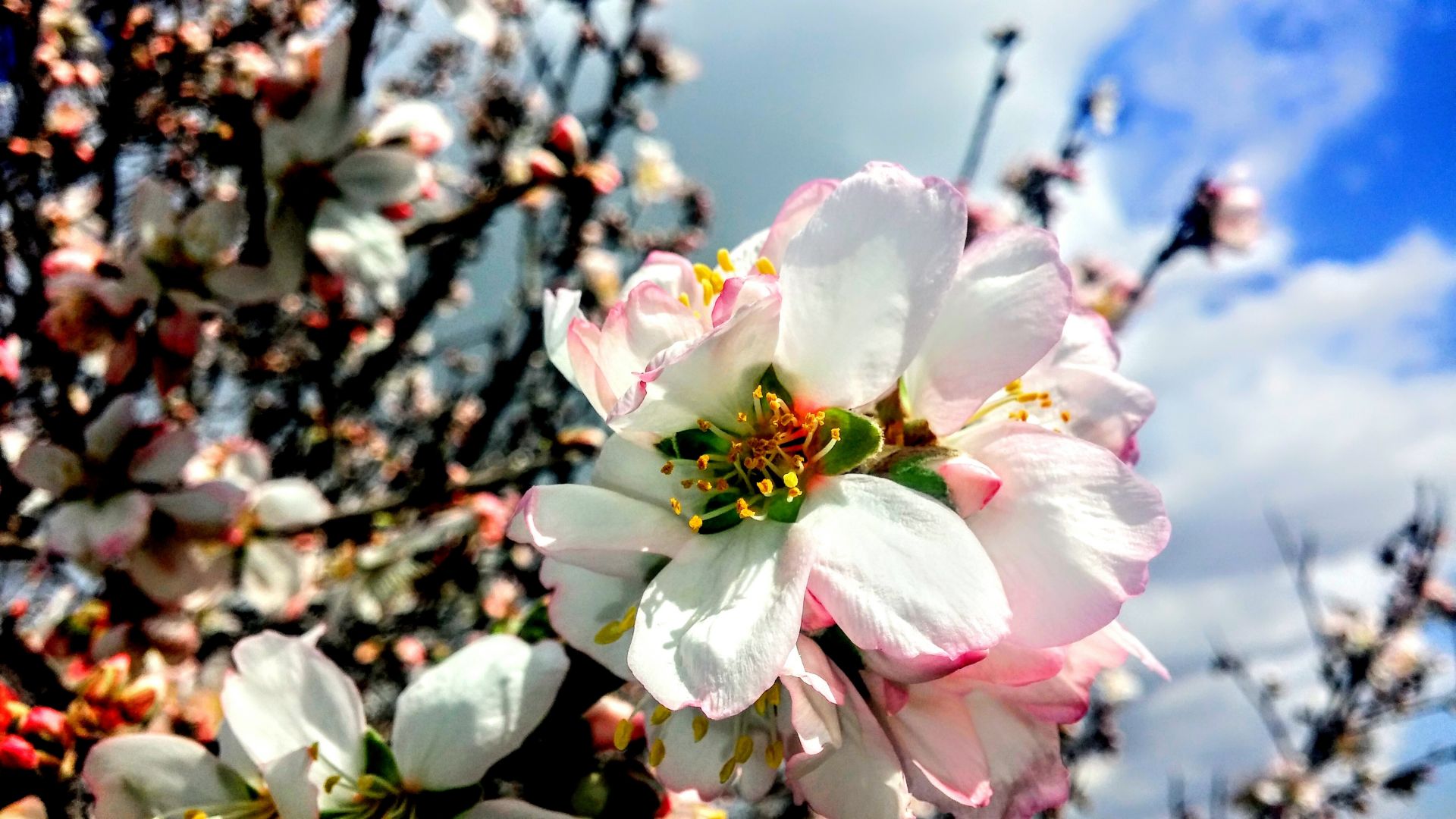 Wallpaper Spring, flowers, blossom