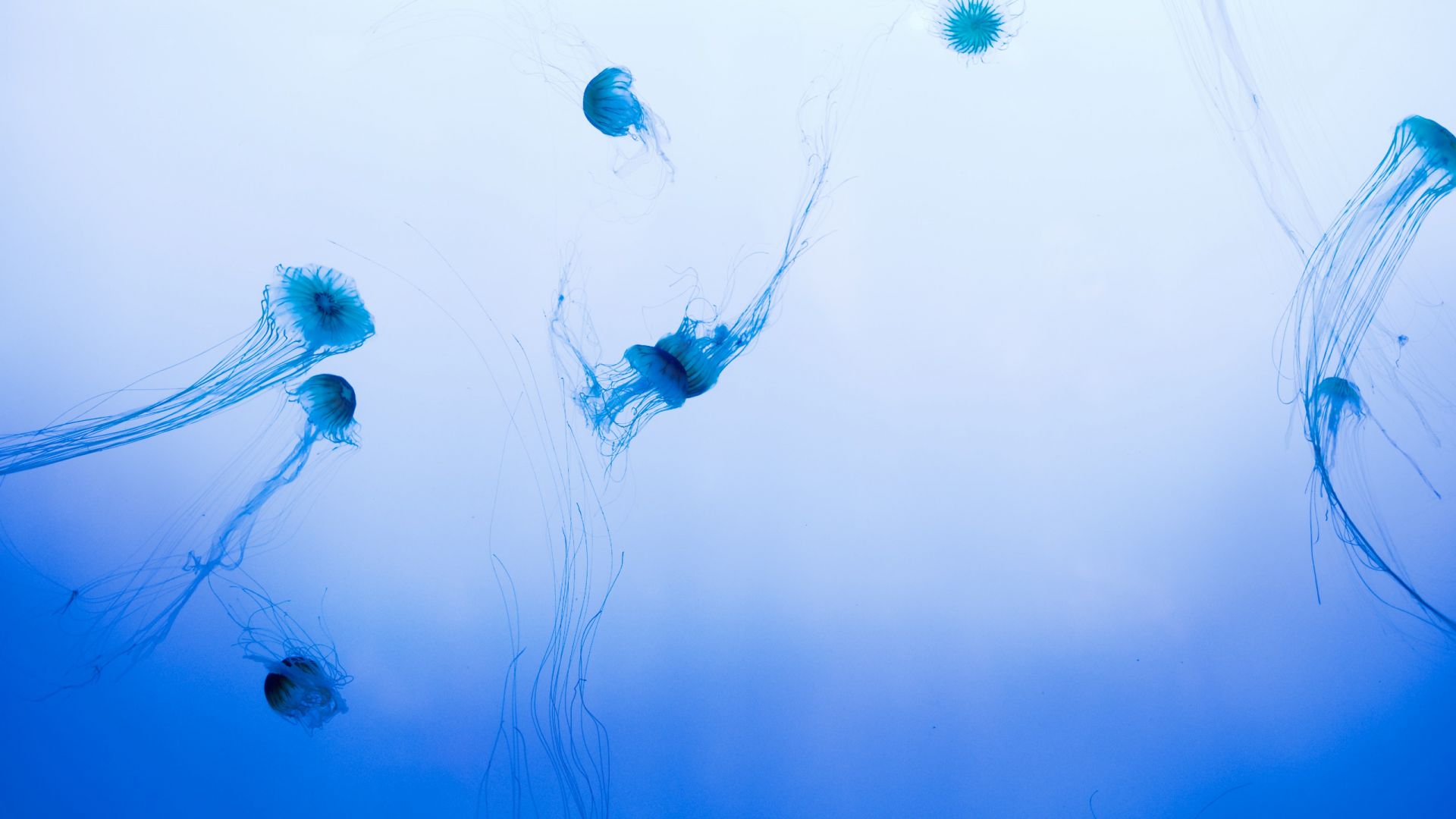 Wallpaper Fishes, underwater, animals, jellyfish