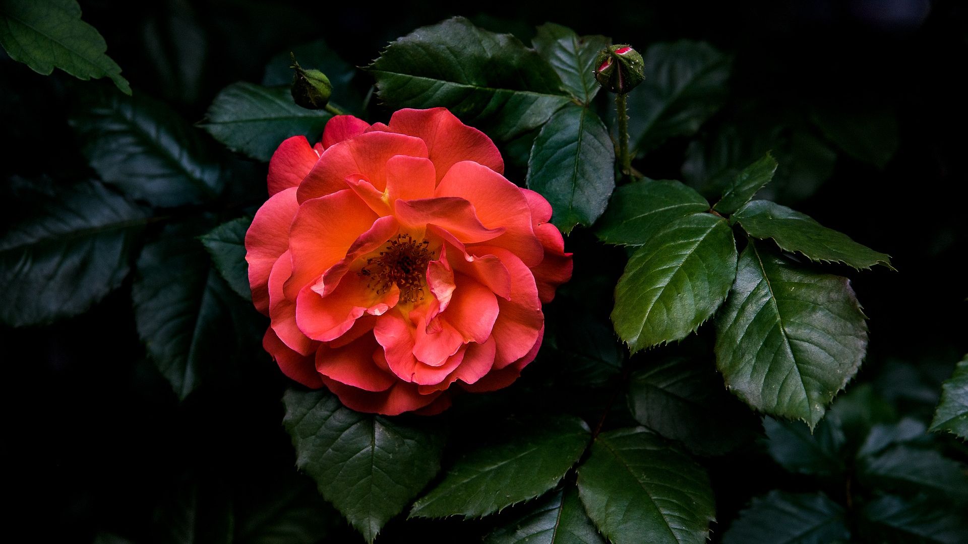Wallpaper Red rose, leaves, flower, plant