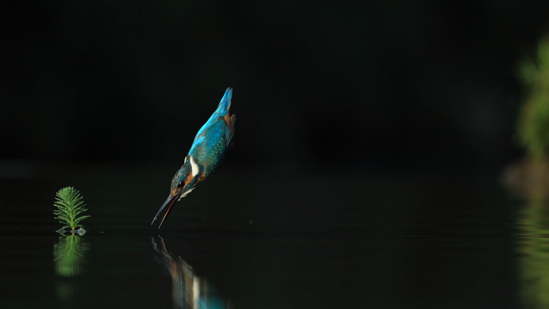 Wallpaper Kingfisher, jump, lake, reflections, bird