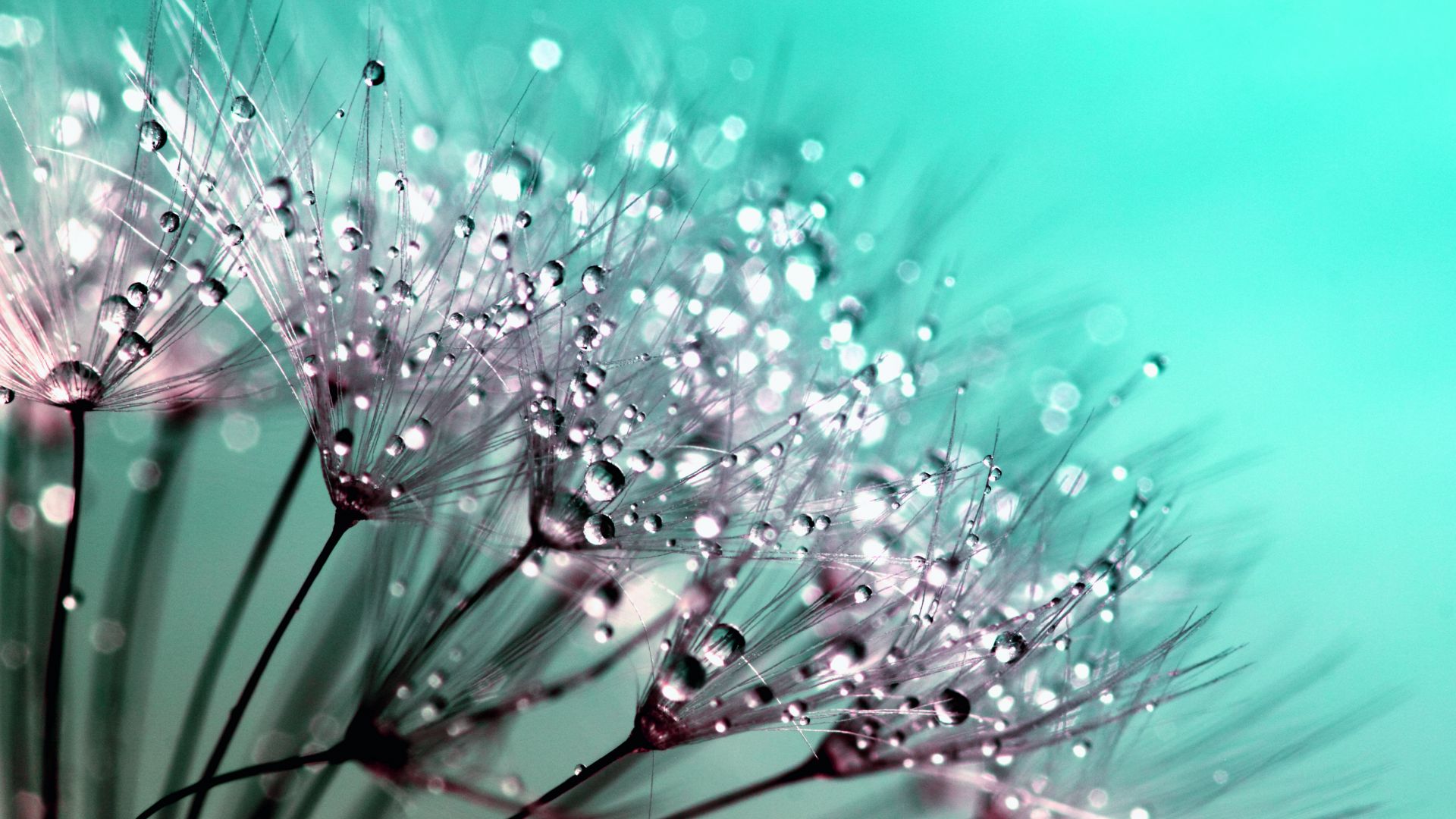 Wallpaper Dandelion, flower's threads, water drops