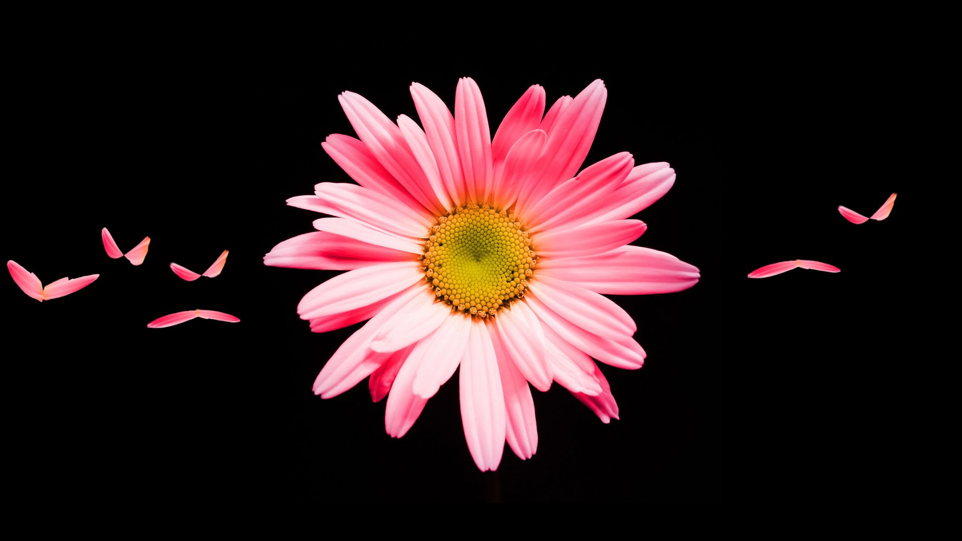 Wallpaper Pink daisy, flower, petals, portrait