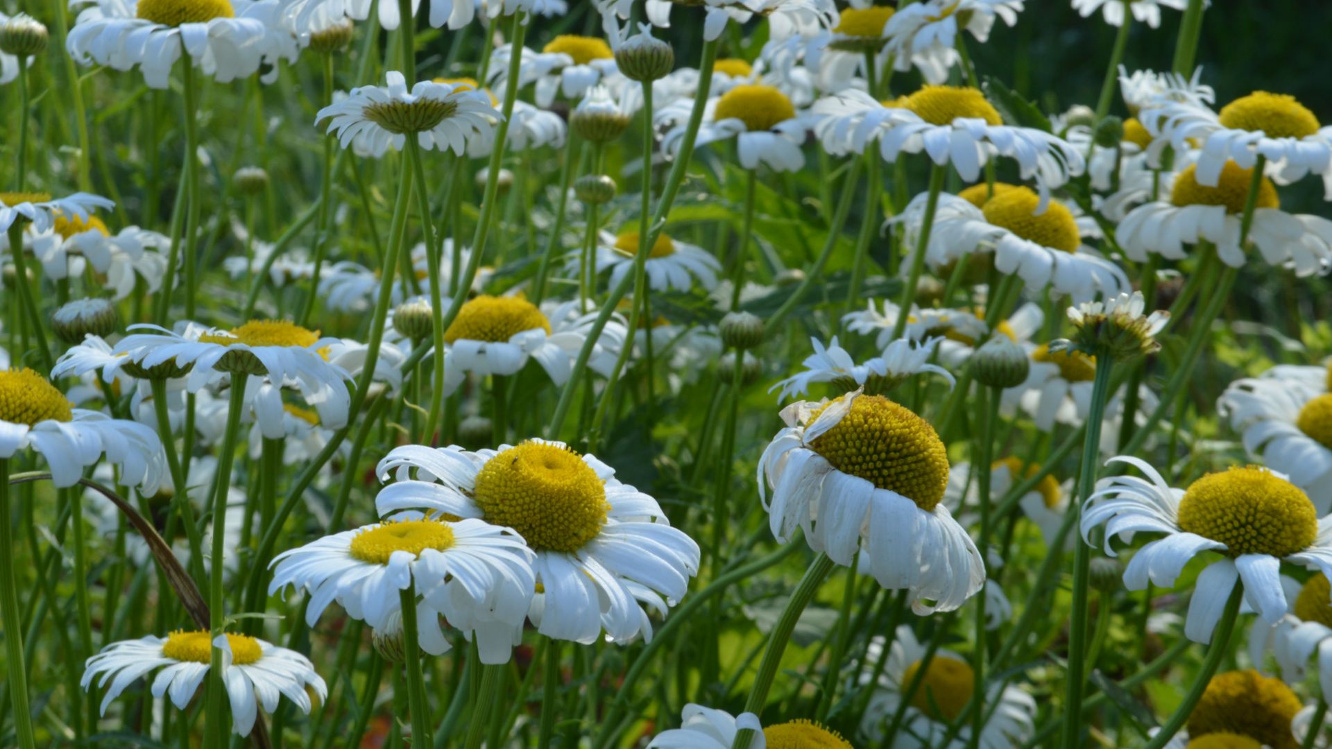 Wallpaper Meadow, spring, white flowers