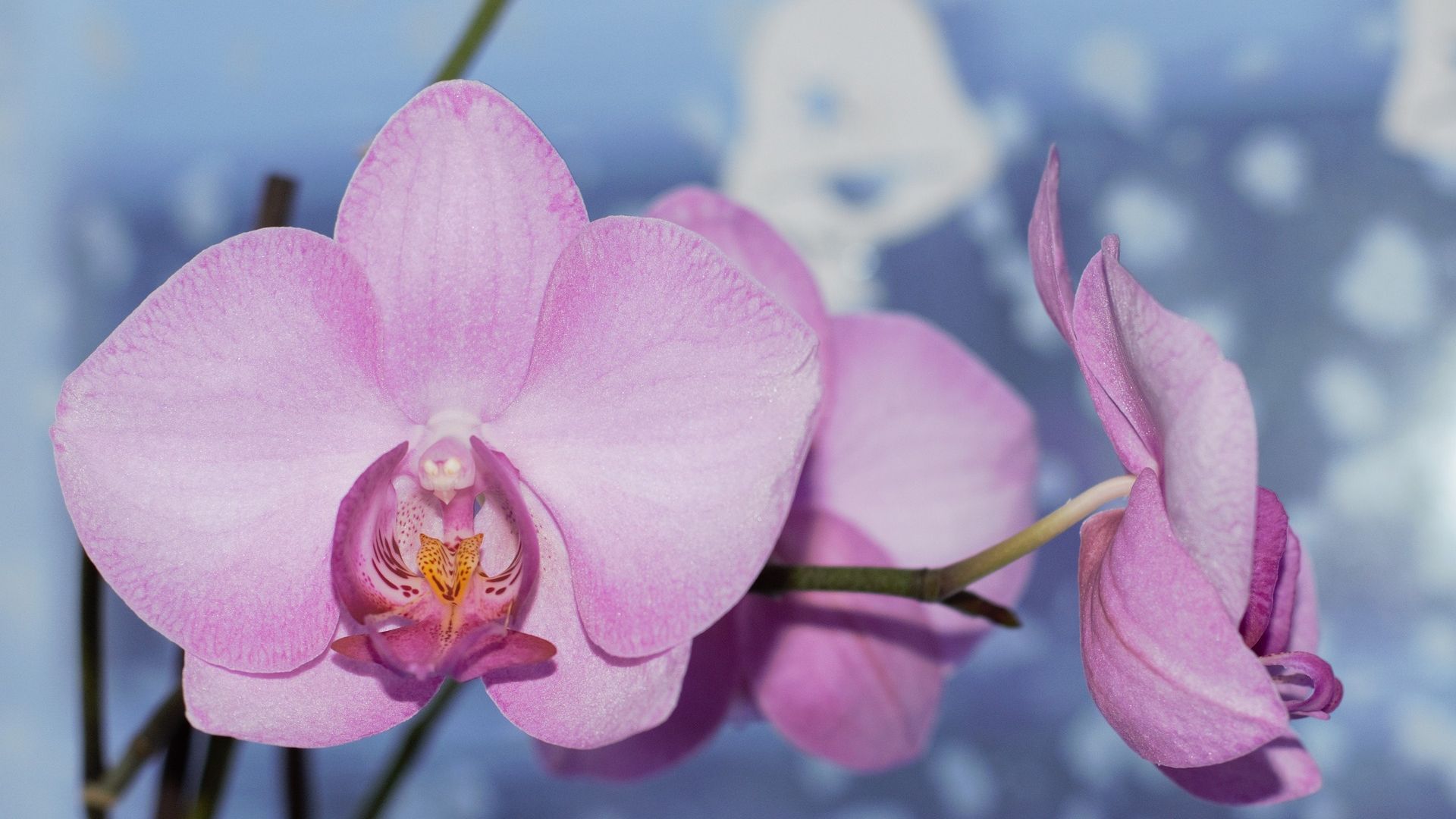 Wallpaper Orchid, pink flower, bloom