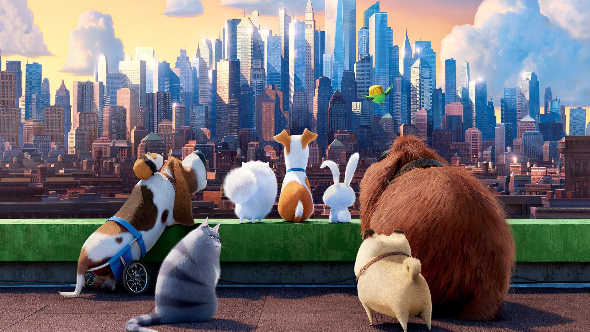 Wallpaper The Secret Life of Pets Animation movie