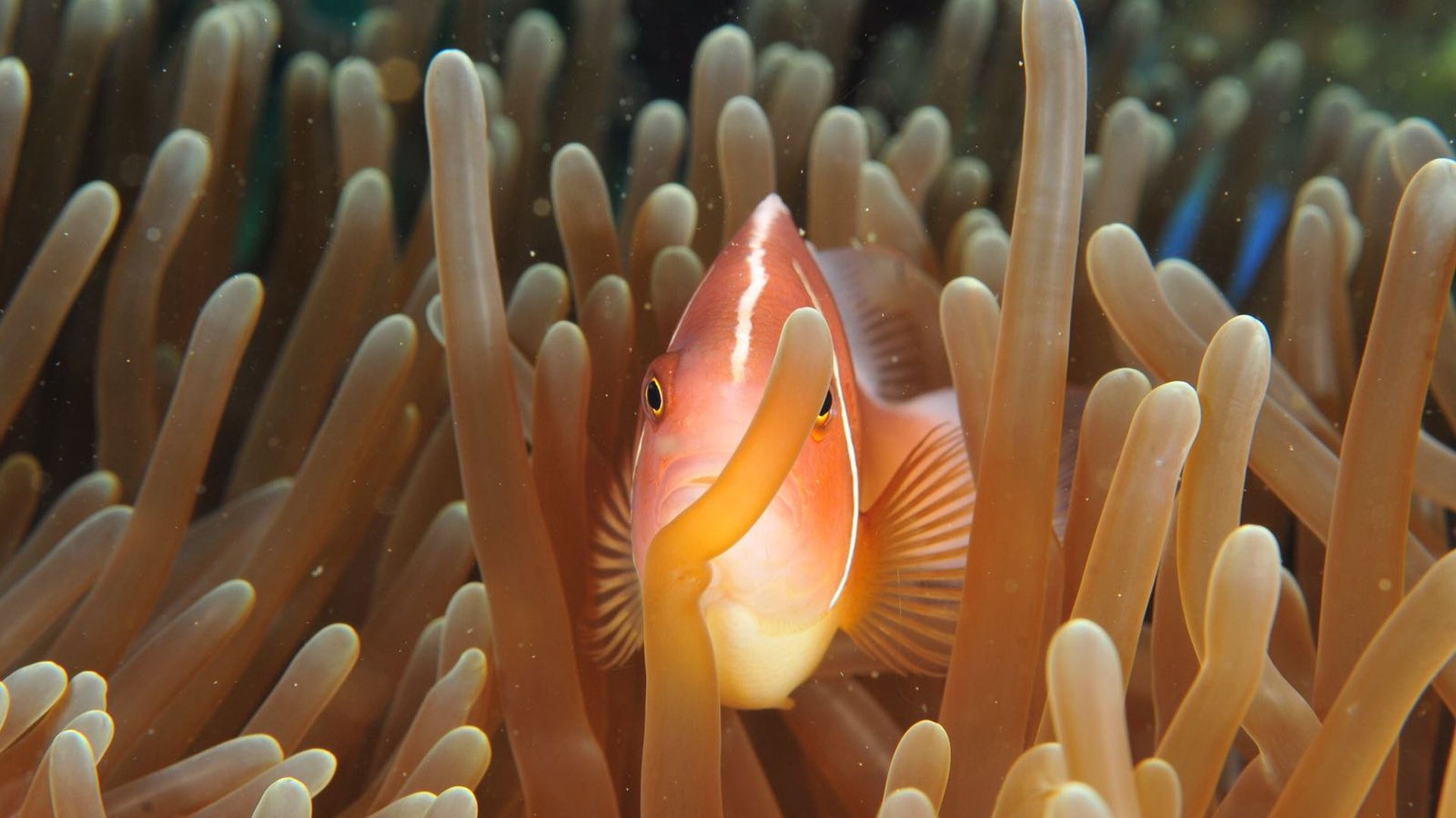 Wallpaper Coral, fish, underwater, animal