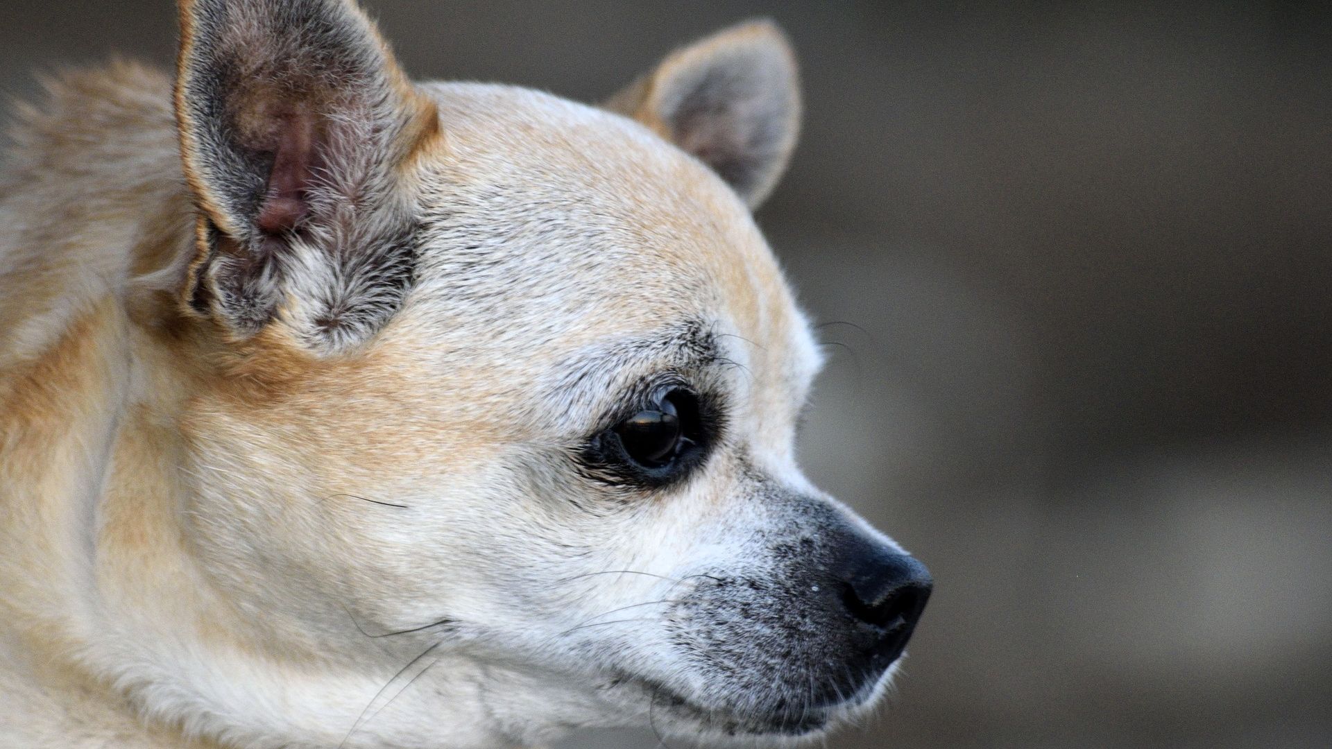Wallpaper Chihuahua puppy, dog muzzle, pet animal