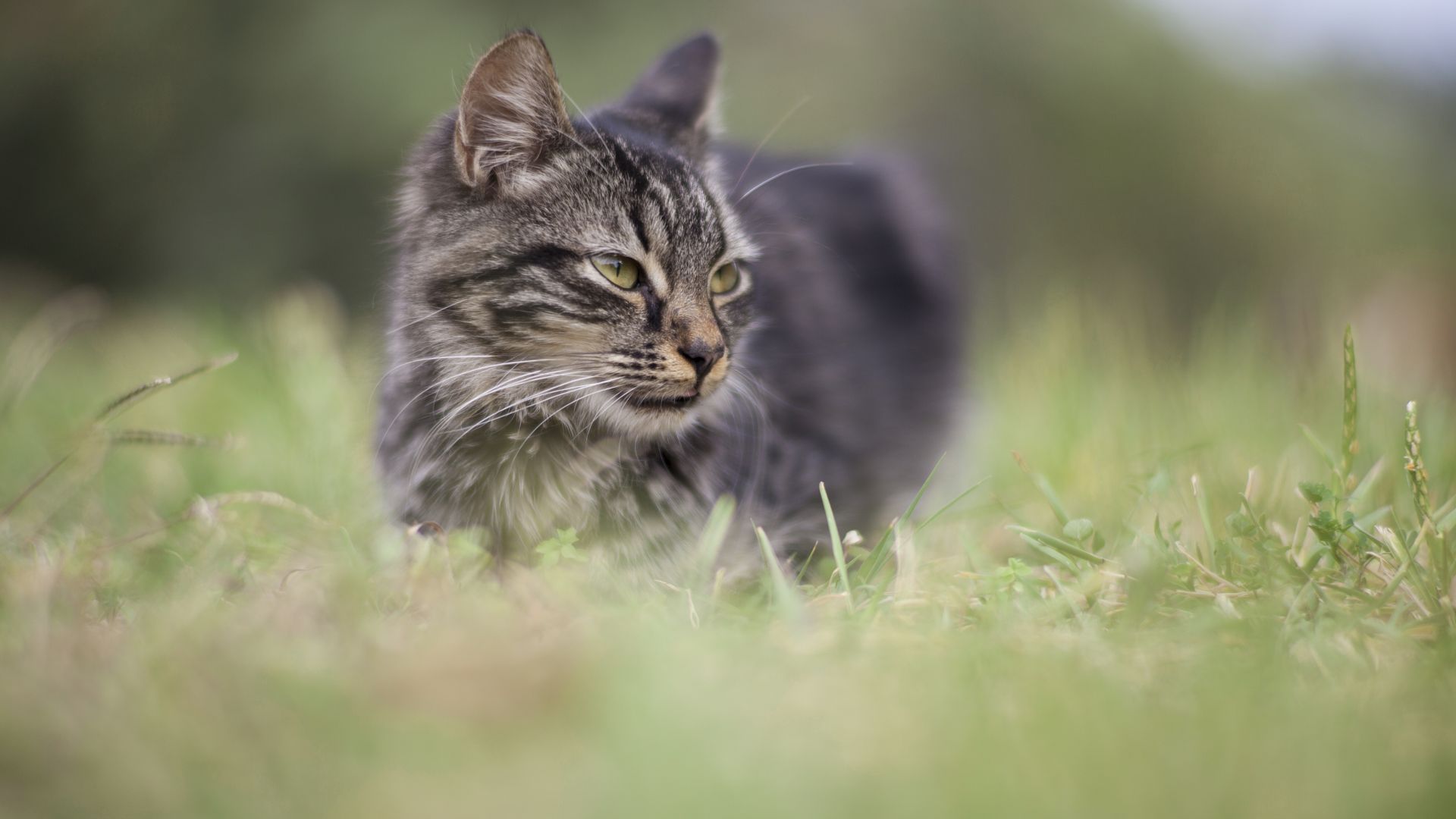Wallpaper Cat walk, grass field, grass