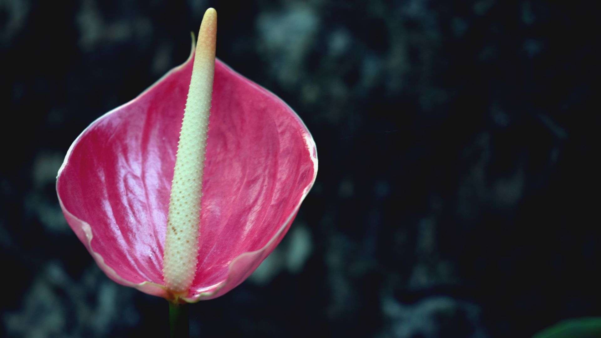 Wallpaper Flower pink bud