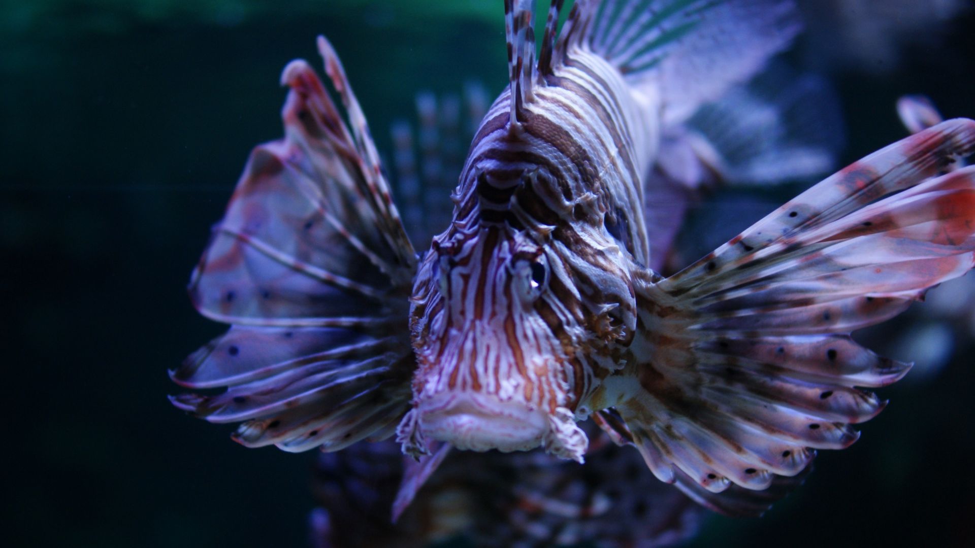 Wallpaper Lionfish in aquarium, close up