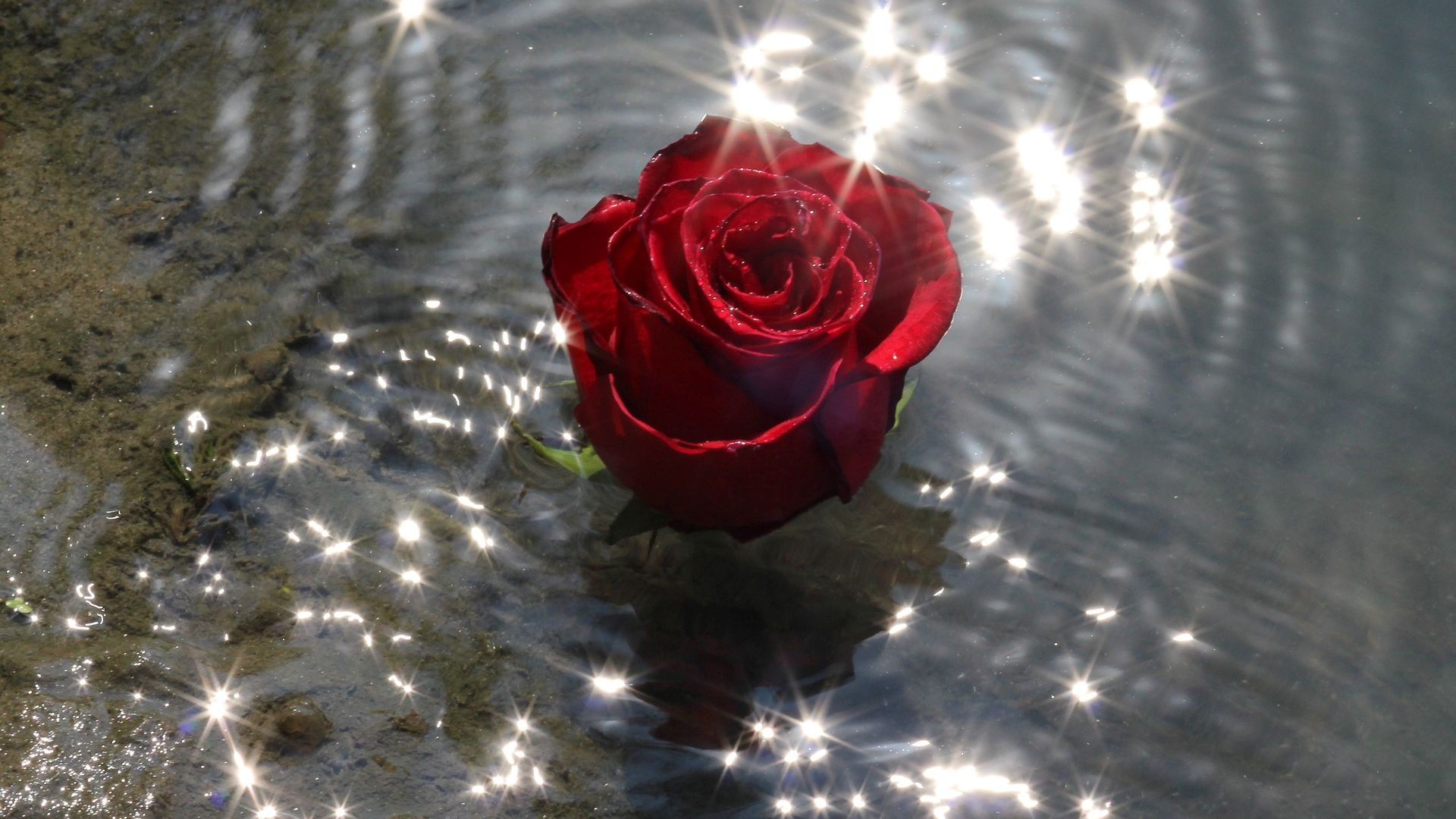 Wallpaper Rose flower, water, reflections