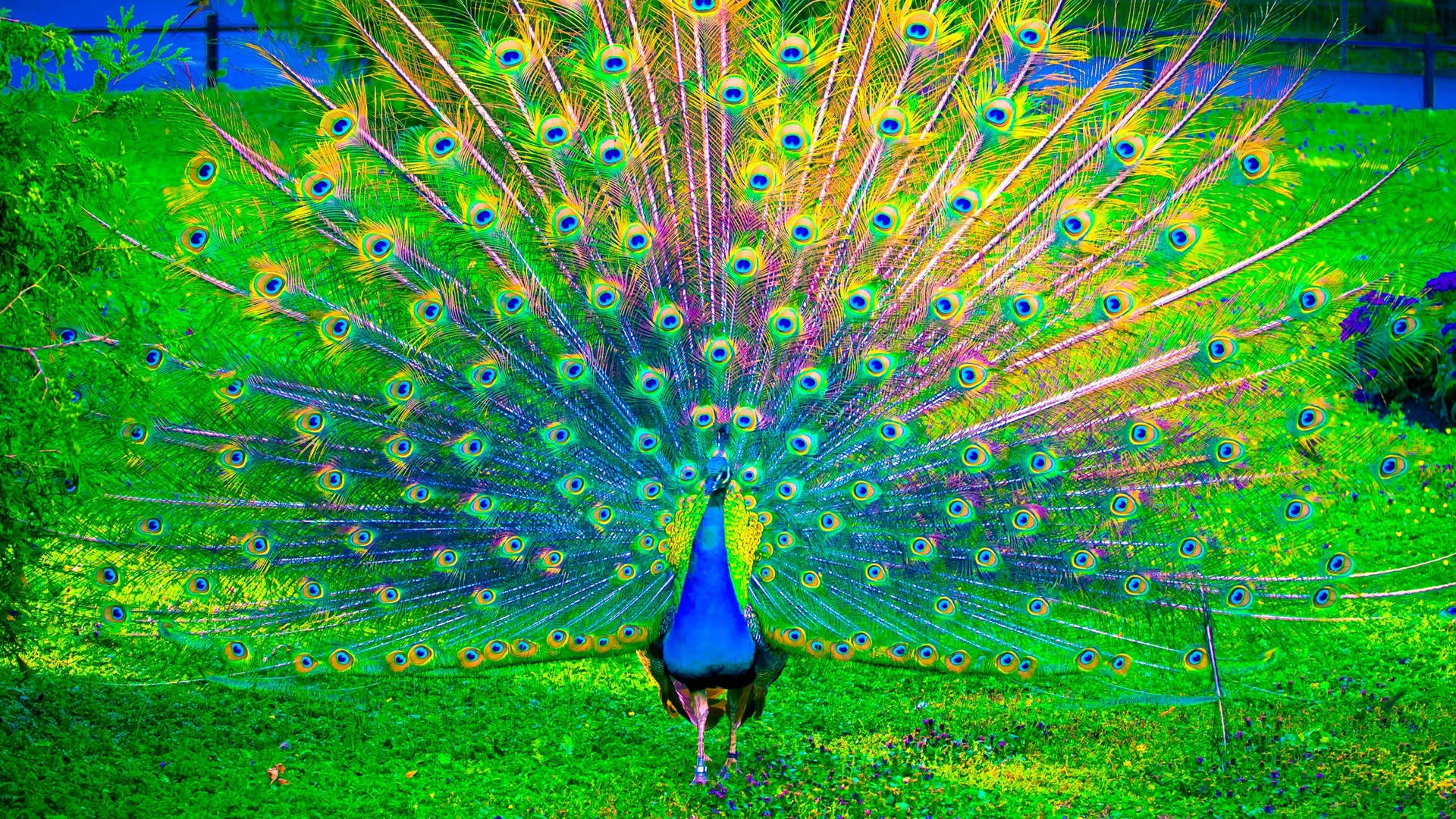 Wallpaper Peacock, Peafowl colorful bird dance