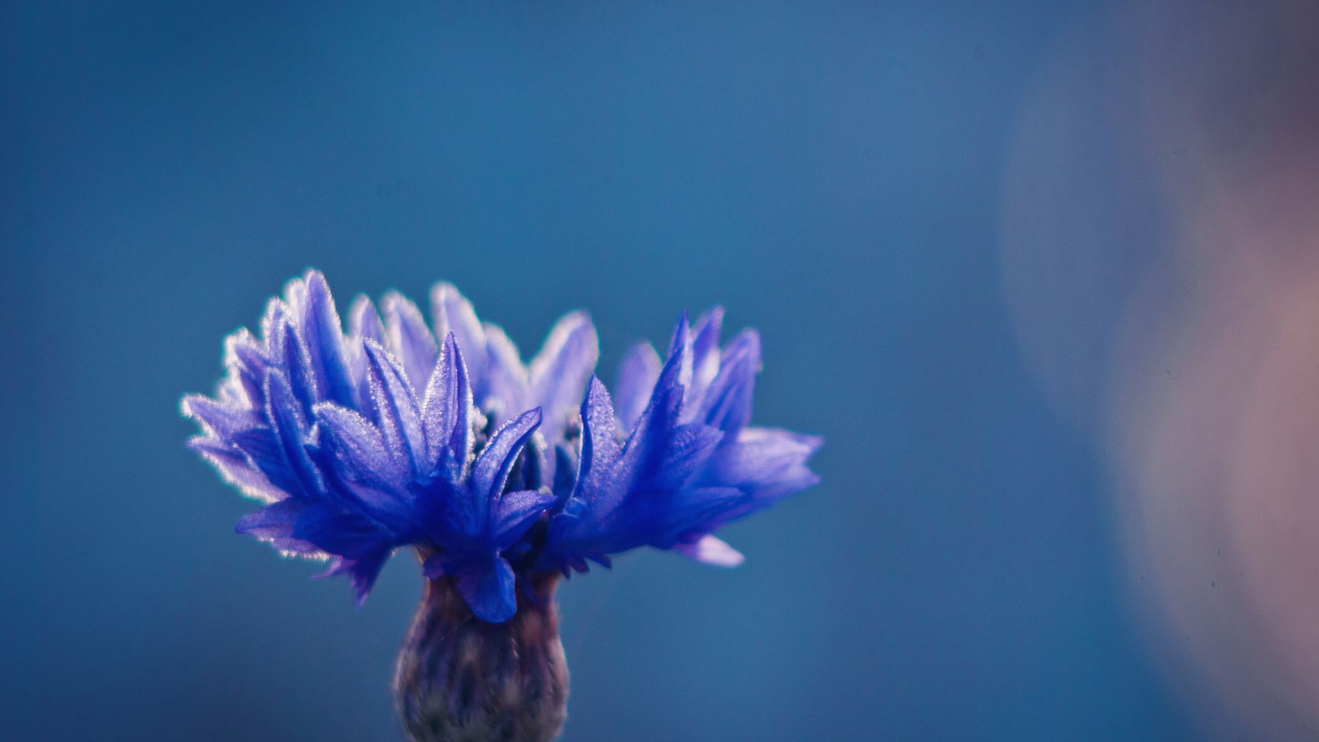 Wallpaper Cornflower, blue flower, close up, blur