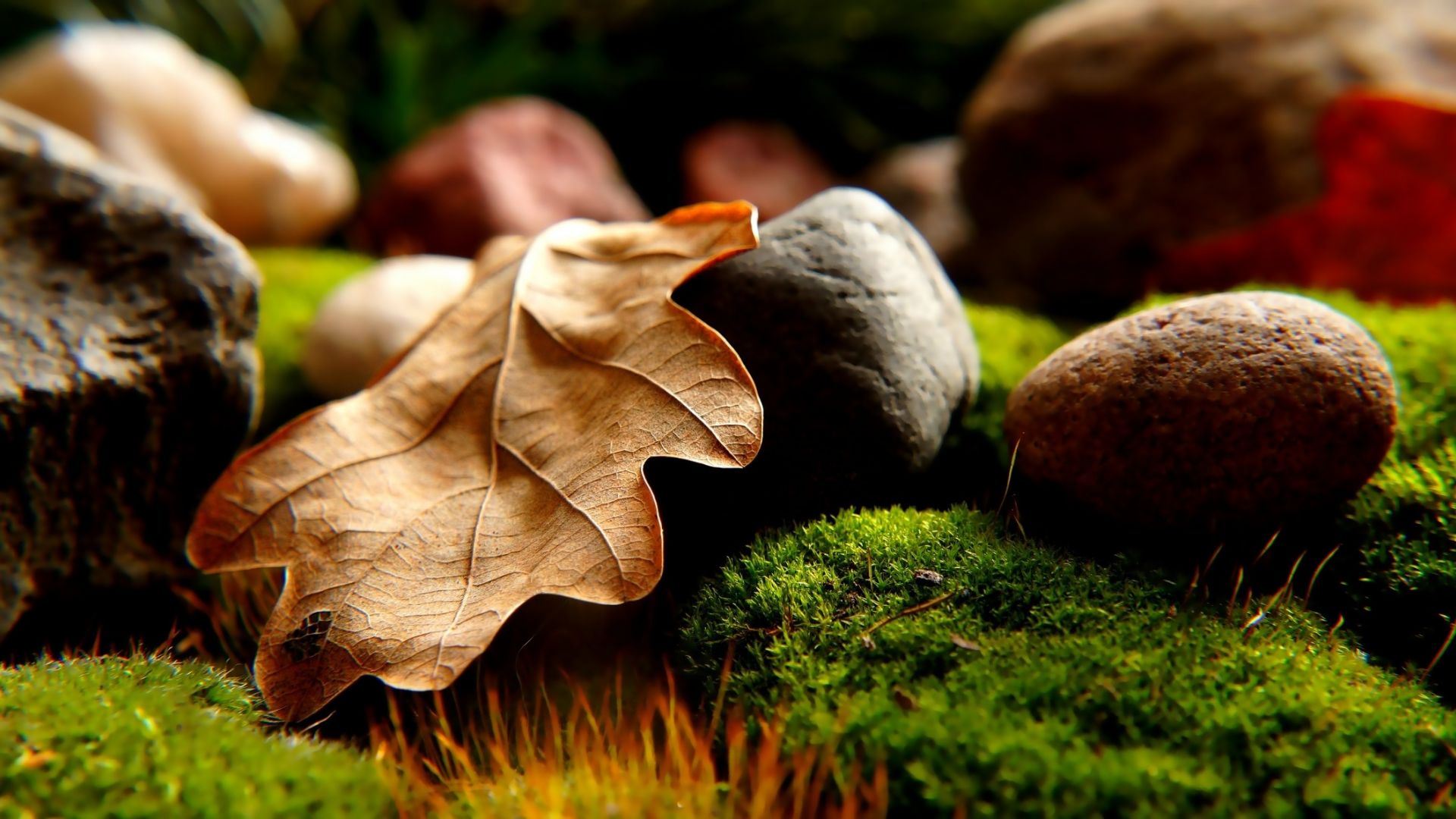 Wallpaper Dry leaf, close up, moss, stones