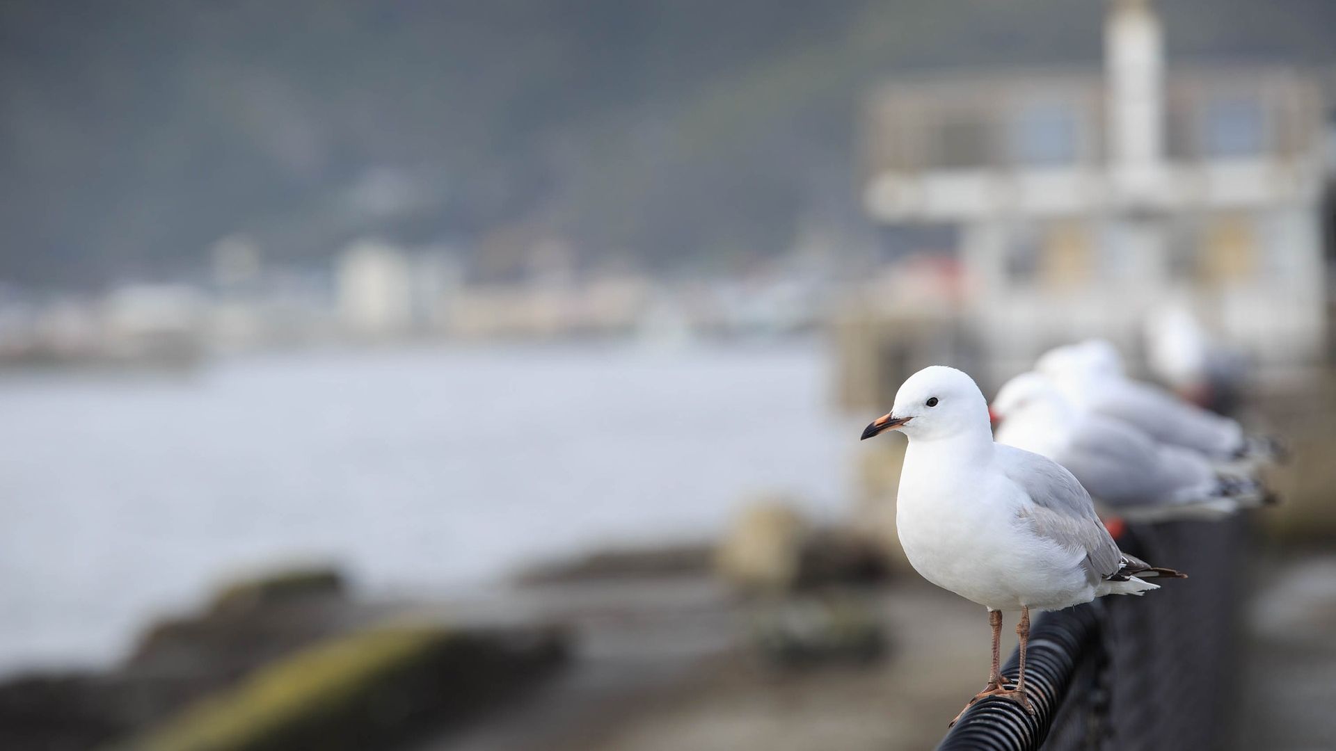 Wallpaper Seagull, bird, sitting, fence
