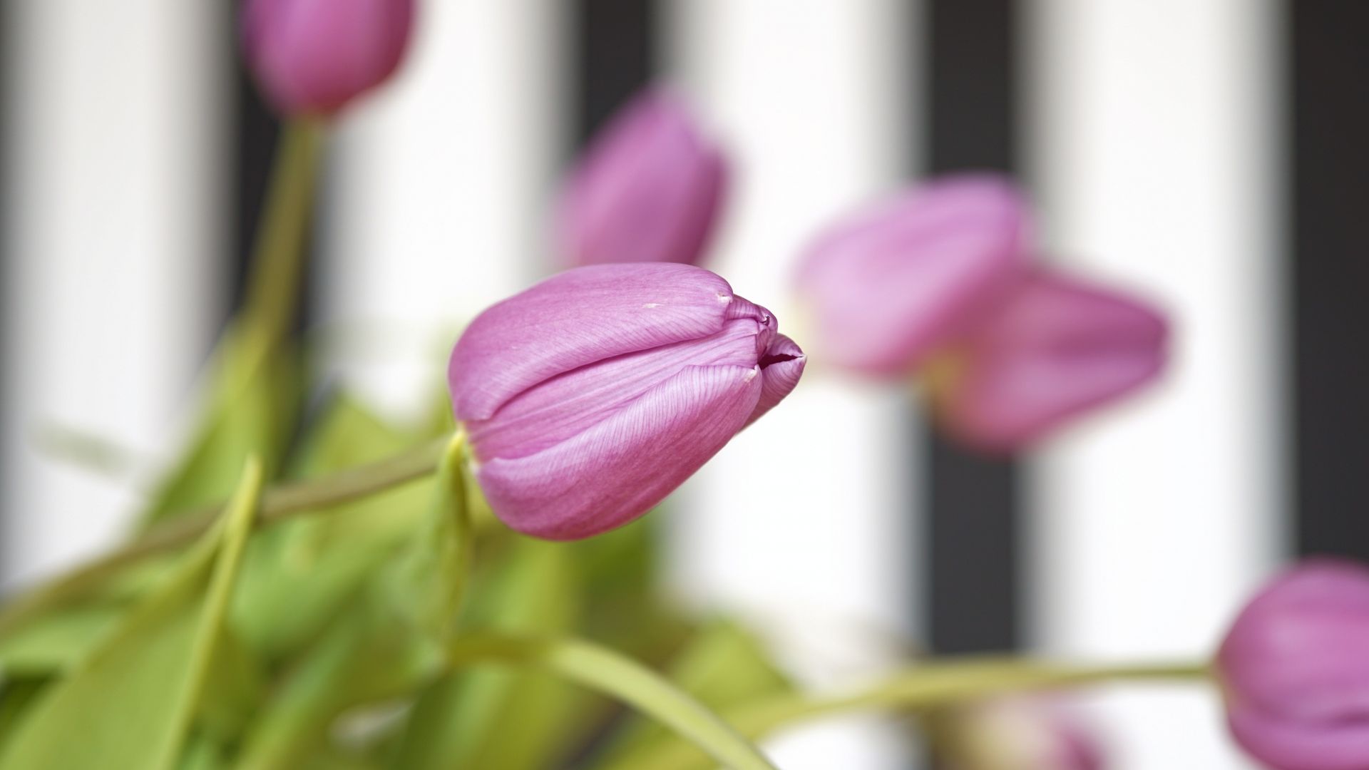 Wallpaper Bud, tulip flower, pink, blur