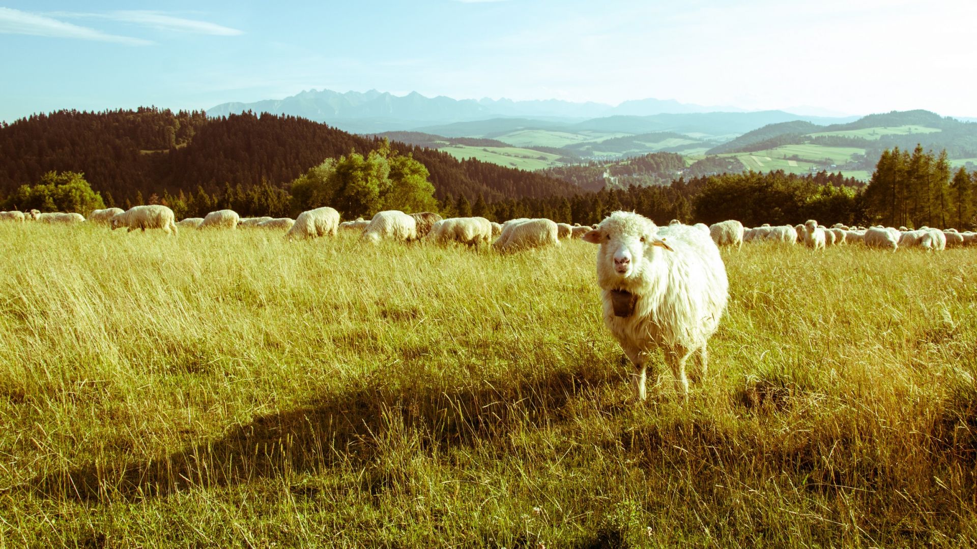 Wallpaper Sheep in grass field