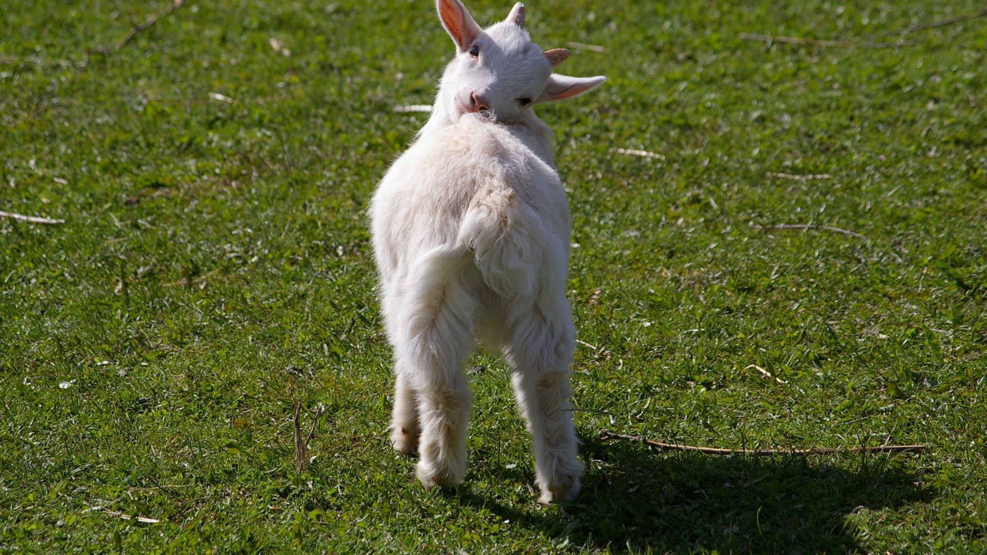 Wallpaper Goat, lamb, baby animal, domestic animal