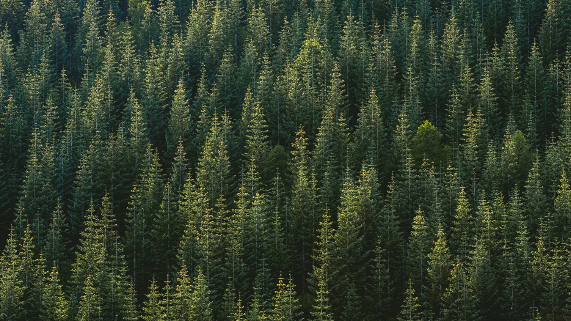 Wallpaper Green trees, forest, aerial view, nature, 5k