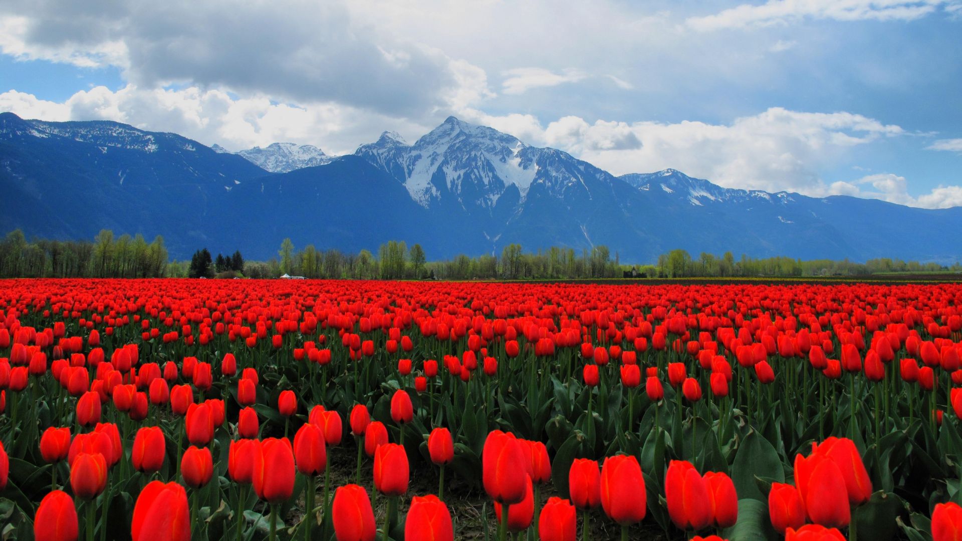 Wallpaper Red tulip flowers field